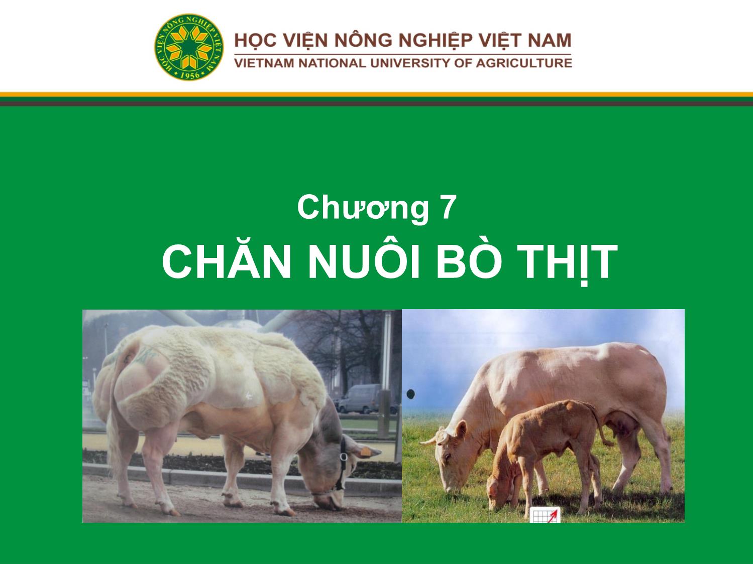 Bài giảng Chăn nuôi trâu bò - Chương 7: Chăn nuôi bò thịt trang 1