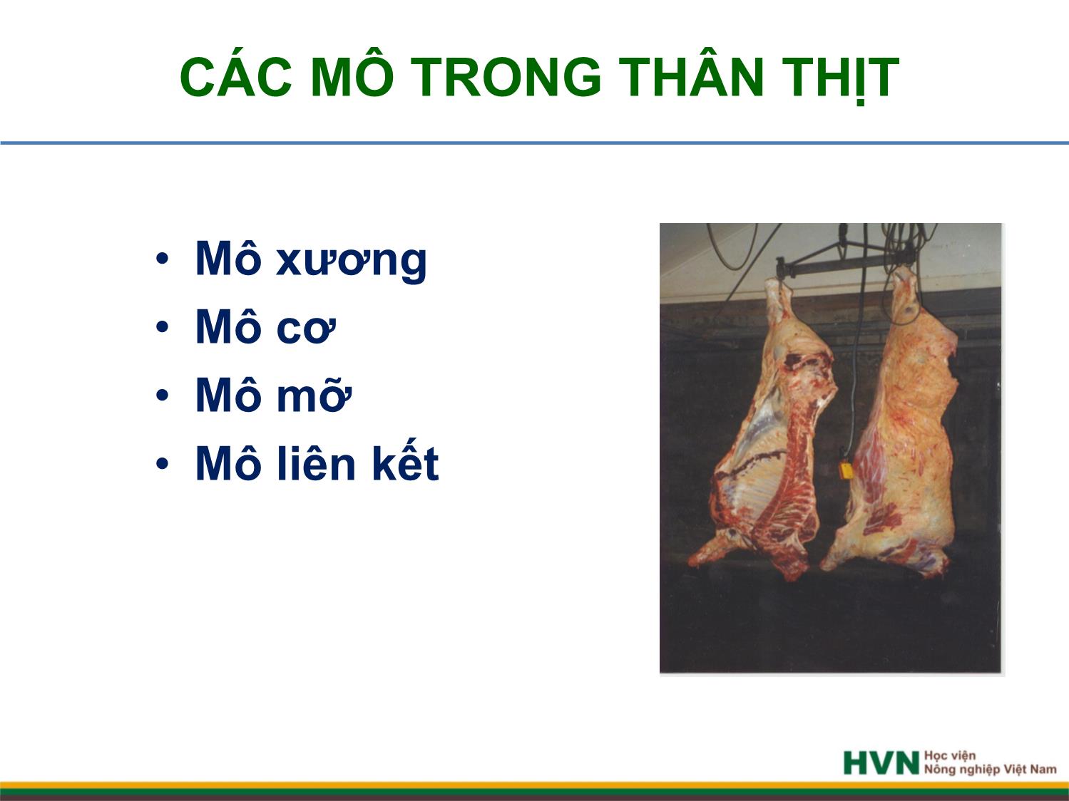 Bài giảng Chăn nuôi trâu bò - Chương 7: Chăn nuôi bò thịt trang 3