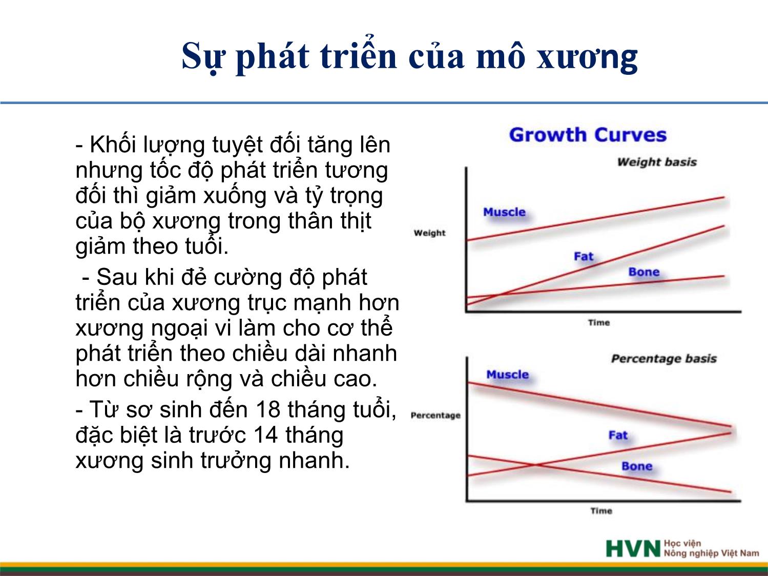 Bài giảng Chăn nuôi trâu bò - Chương 7: Chăn nuôi bò thịt trang 4