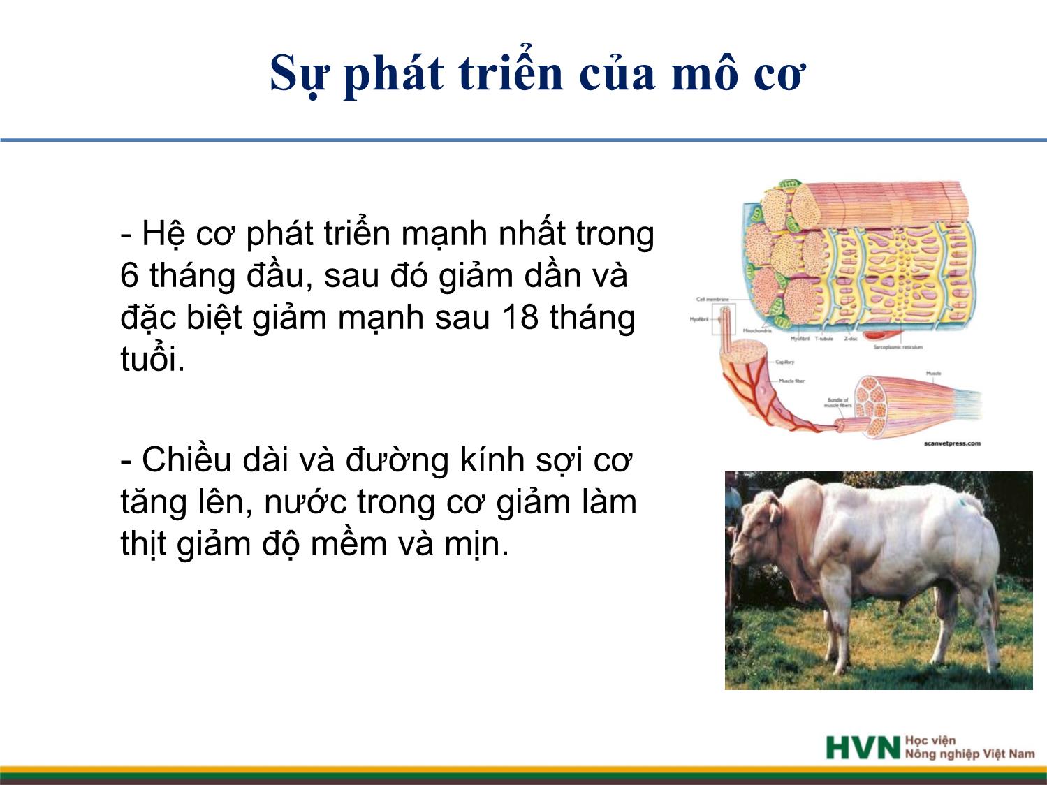 Bài giảng Chăn nuôi trâu bò - Chương 7: Chăn nuôi bò thịt trang 5