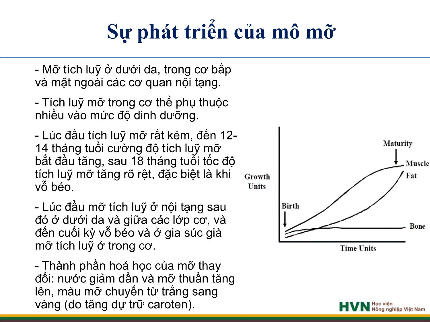 Bài giảng Chăn nuôi trâu bò - Chương 7: Chăn nuôi bò thịt trang 6