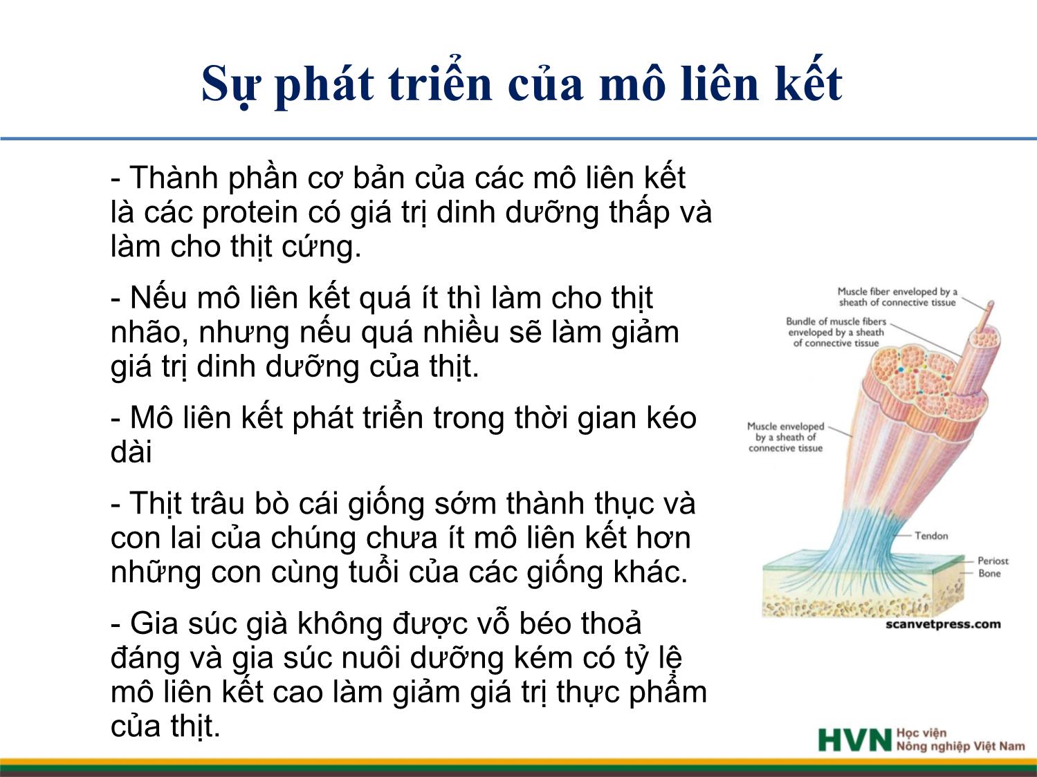 Bài giảng Chăn nuôi trâu bò - Chương 7: Chăn nuôi bò thịt trang 7