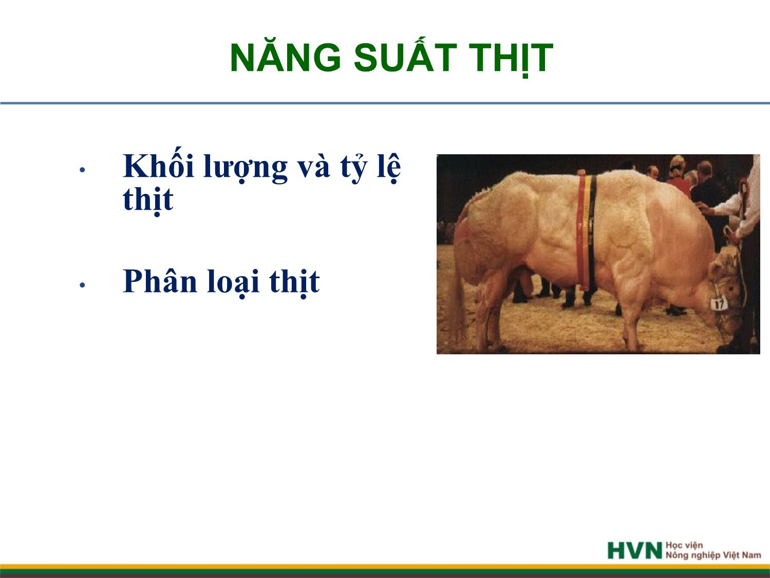 Bài giảng Chăn nuôi trâu bò - Chương 7: Chăn nuôi bò thịt trang 8