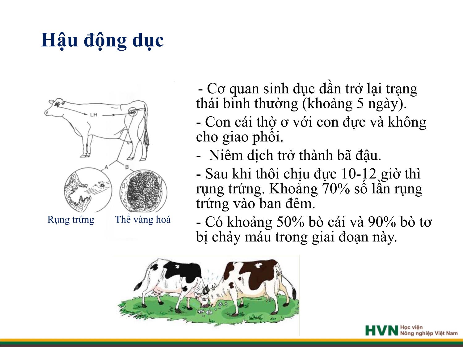 Bài giảng Chăn nuôi trâu bò - Chương 4: Chăn nuôi trâu bò cái sinh sản trang 10