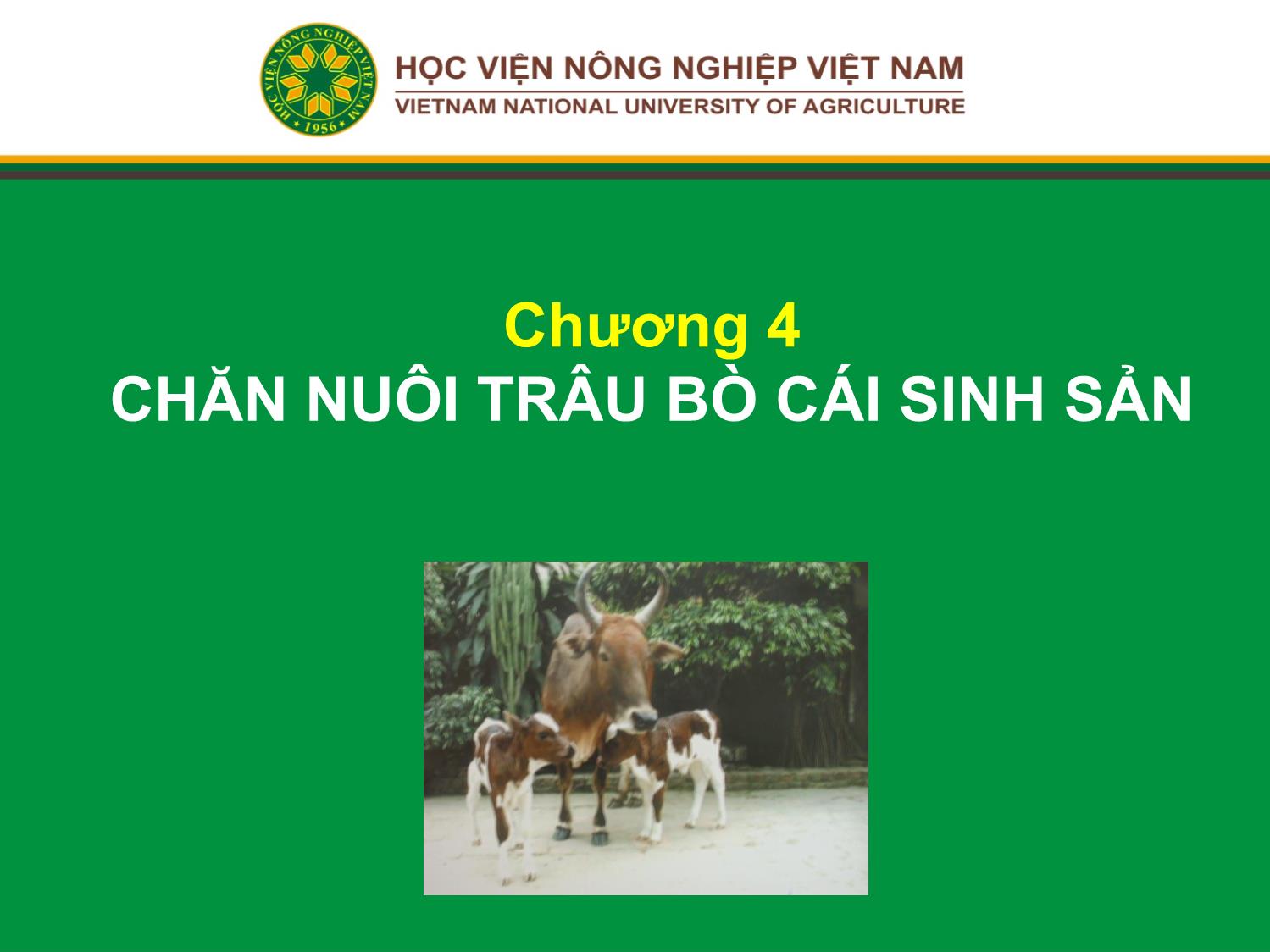 Bài giảng Chăn nuôi trâu bò - Chương 4: Chăn nuôi trâu bò cái sinh sản trang 1