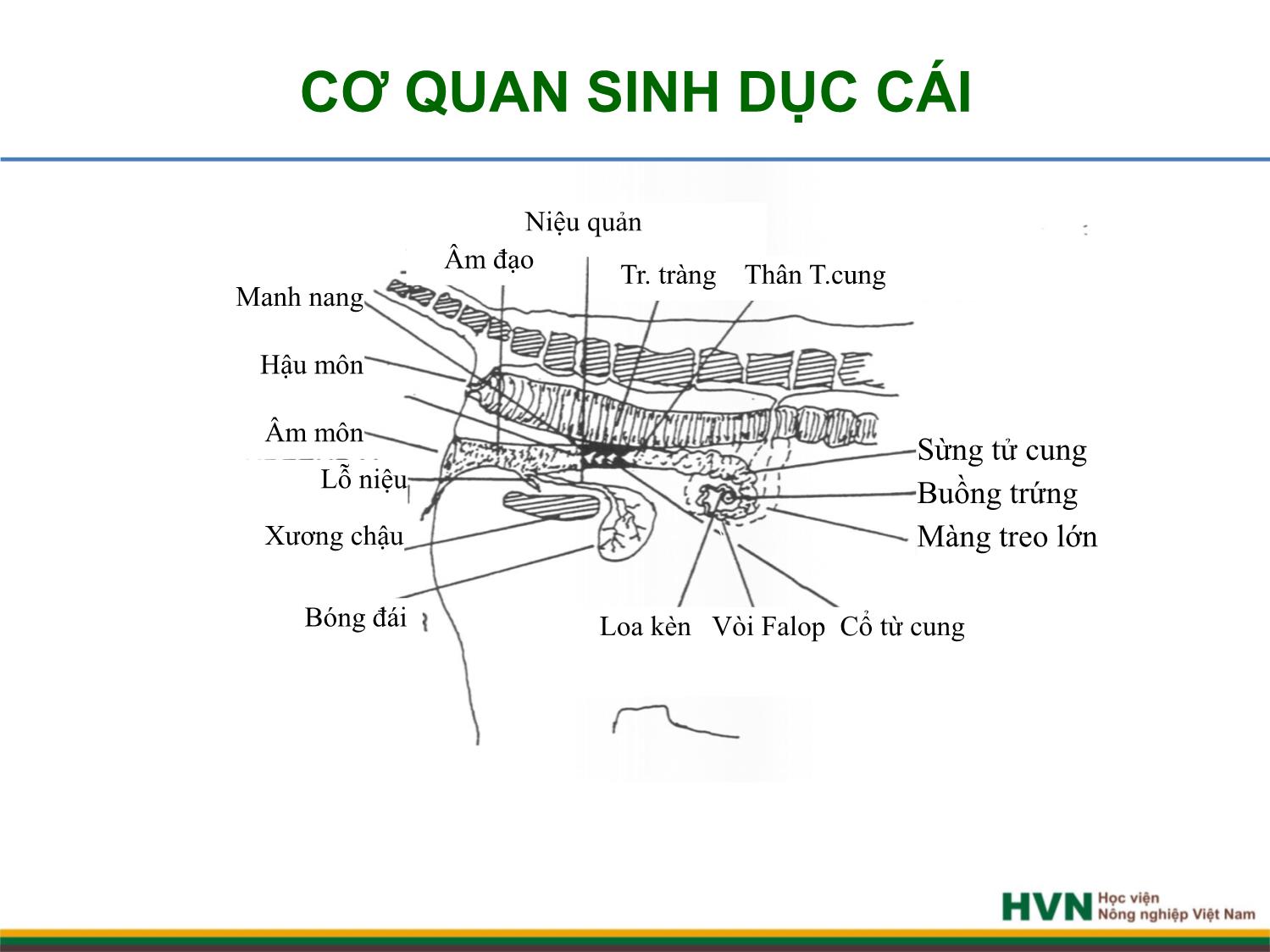 Bài giảng Chăn nuôi trâu bò - Chương 4: Chăn nuôi trâu bò cái sinh sản trang 3