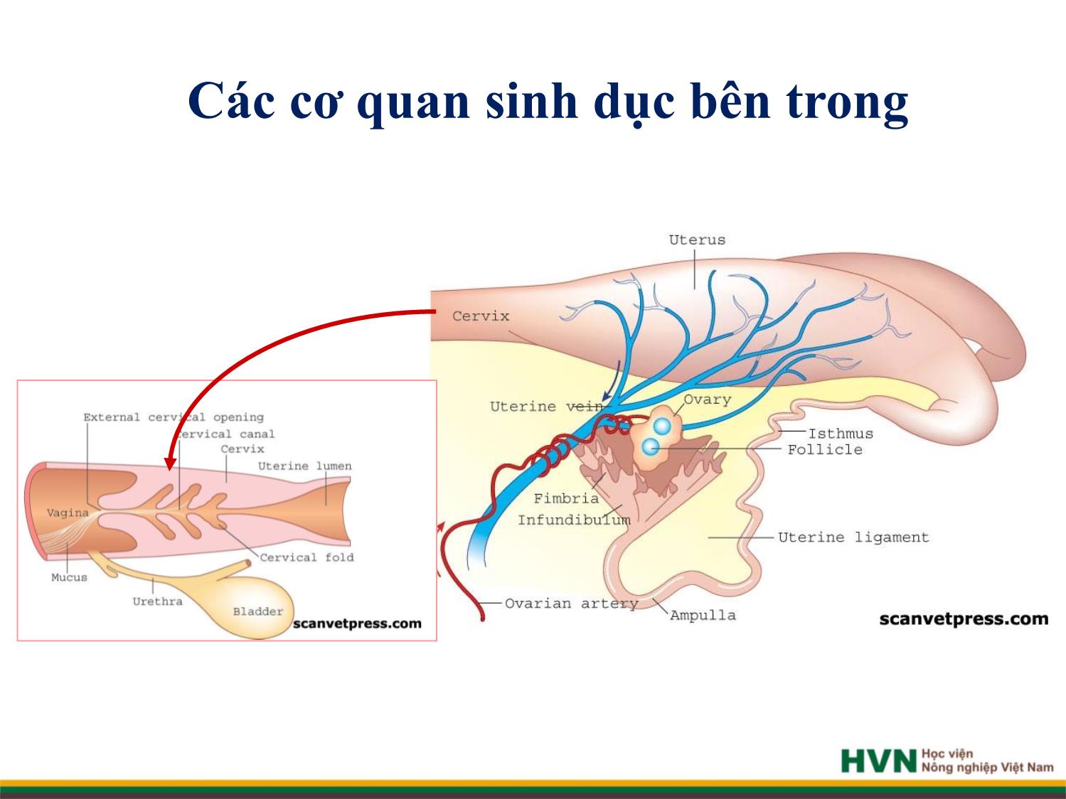 Bài giảng Chăn nuôi trâu bò - Chương 4: Chăn nuôi trâu bò cái sinh sản trang 4