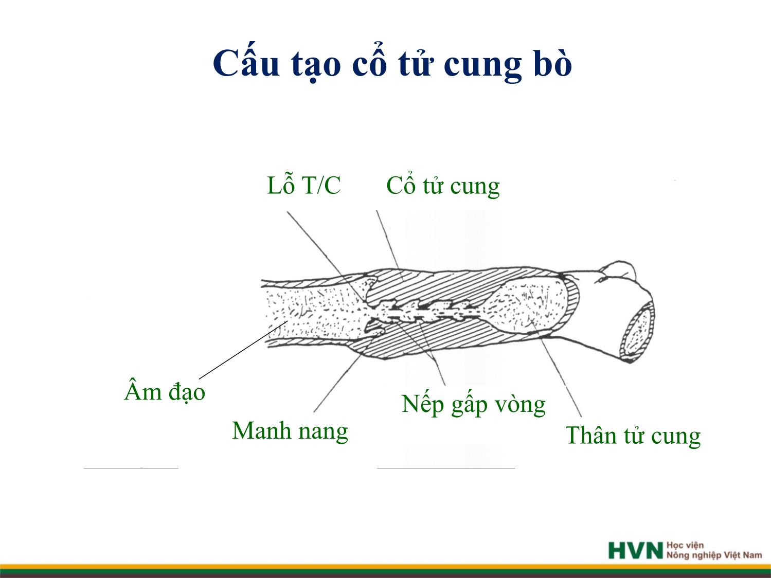 Bài giảng Chăn nuôi trâu bò - Chương 4: Chăn nuôi trâu bò cái sinh sản trang 5