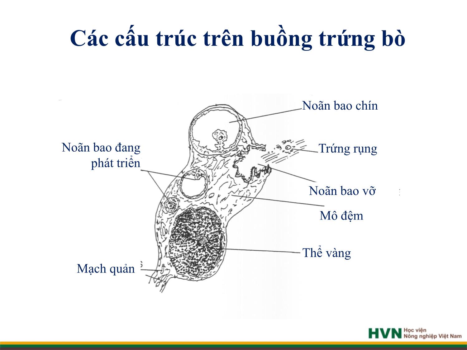 Bài giảng Chăn nuôi trâu bò - Chương 4: Chăn nuôi trâu bò cái sinh sản trang 6