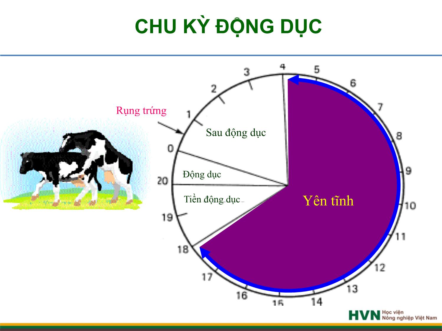 Bài giảng Chăn nuôi trâu bò - Chương 4: Chăn nuôi trâu bò cái sinh sản trang 7