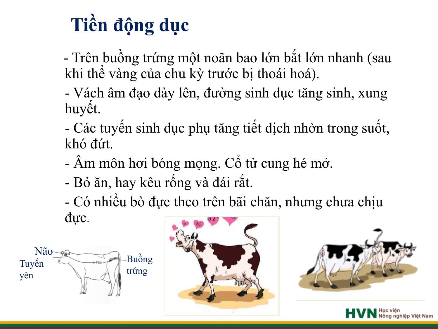 Bài giảng Chăn nuôi trâu bò - Chương 4: Chăn nuôi trâu bò cái sinh sản trang 8