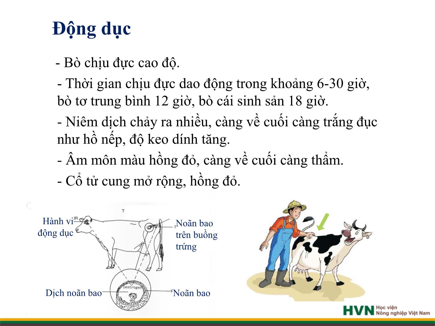 Bài giảng Chăn nuôi trâu bò - Chương 4: Chăn nuôi trâu bò cái sinh sản trang 9