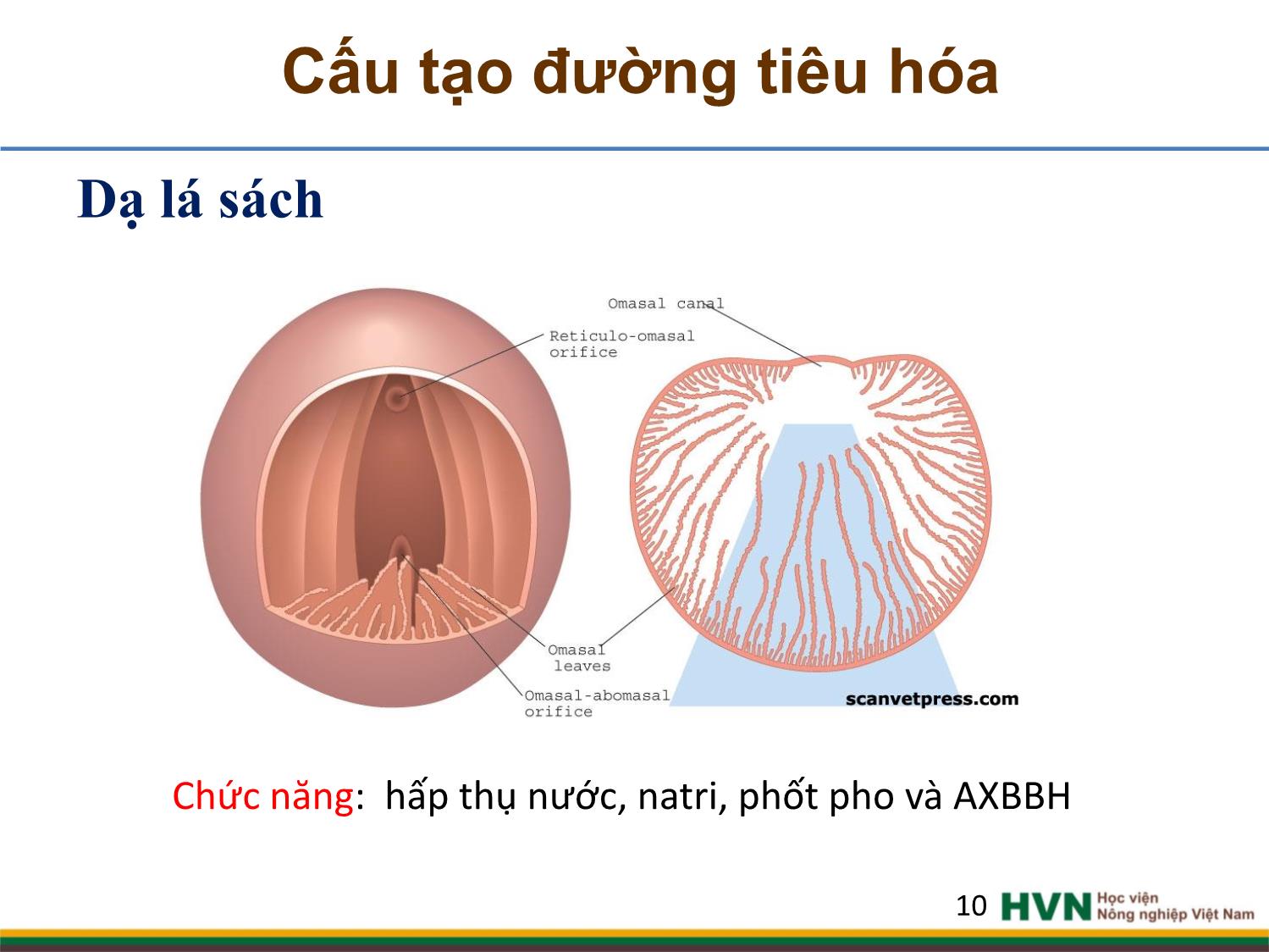 Bài giảng Chăn nuôi trâu bò - Chương 2, Tiết 1: Dinh dưỡng và thức ăn trang 10