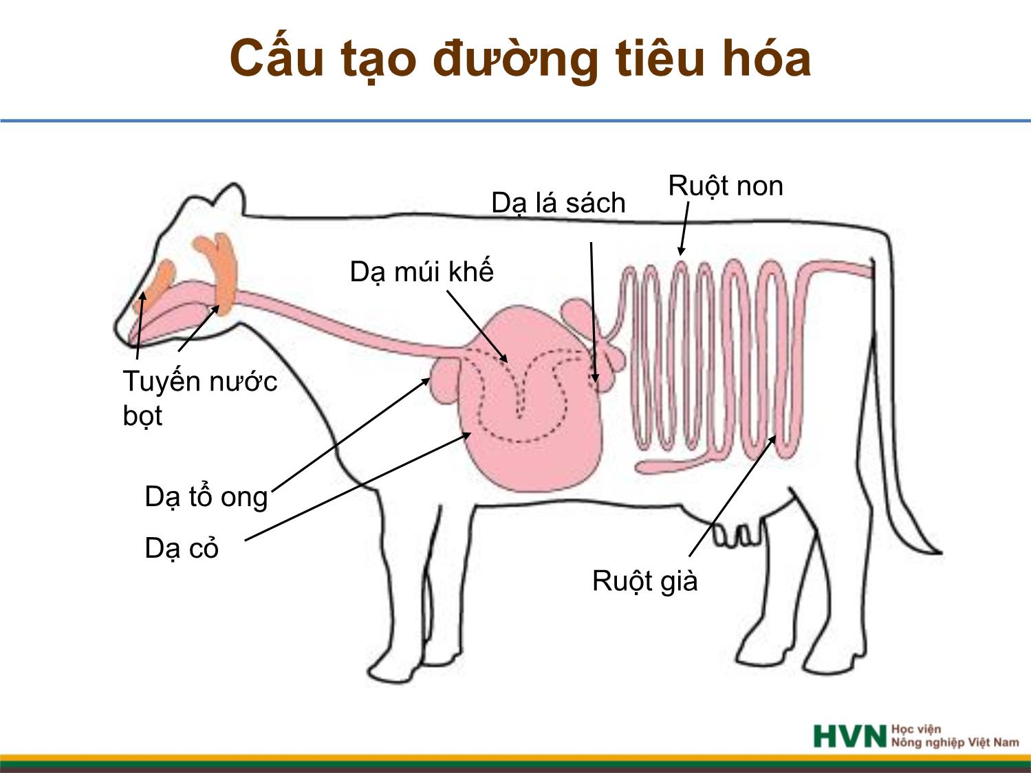 Bài giảng Chăn nuôi trâu bò - Chương 2, Tiết 1: Dinh dưỡng và thức ăn trang 4