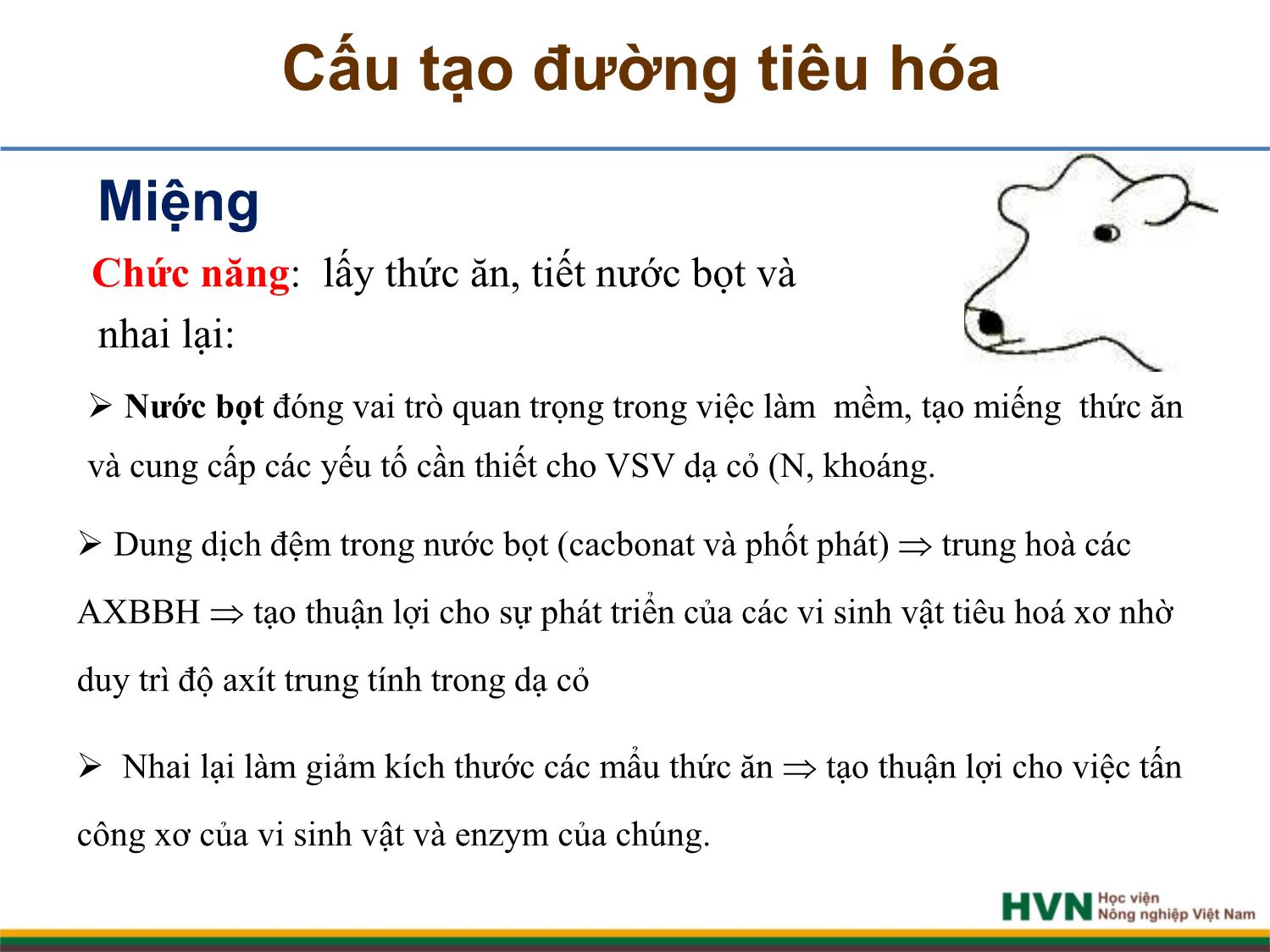 Bài giảng Chăn nuôi trâu bò - Chương 2, Tiết 1: Dinh dưỡng và thức ăn trang 5