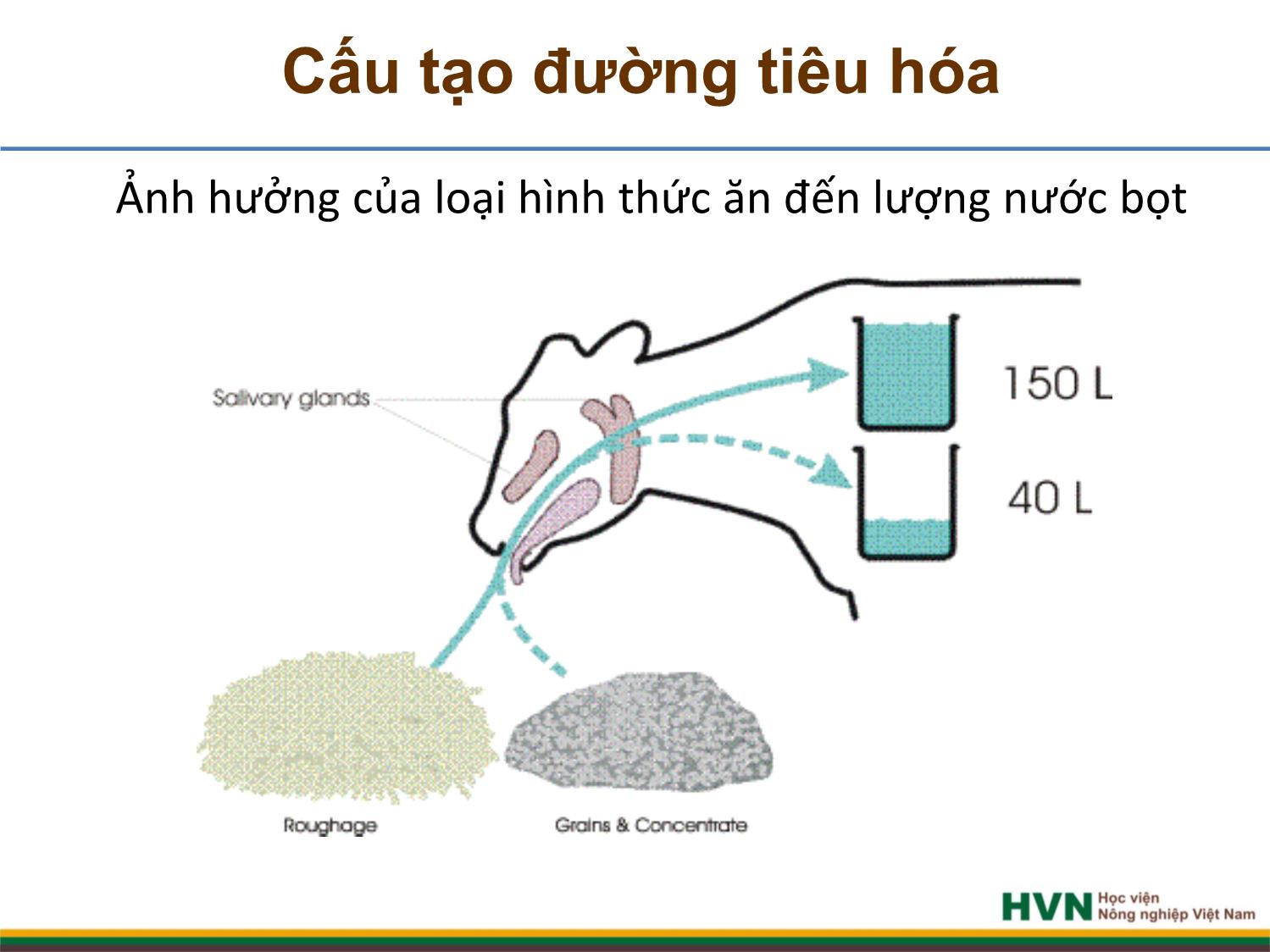 Bài giảng Chăn nuôi trâu bò - Chương 2, Tiết 1: Dinh dưỡng và thức ăn trang 6