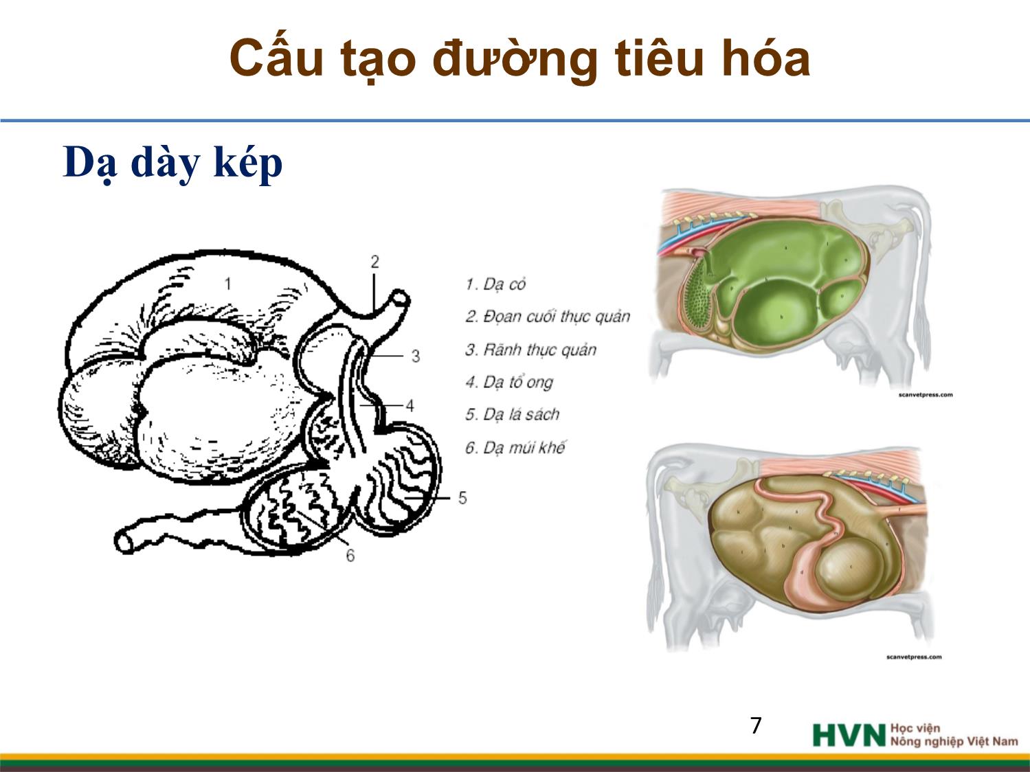 Bài giảng Chăn nuôi trâu bò - Chương 2, Tiết 1: Dinh dưỡng và thức ăn trang 7