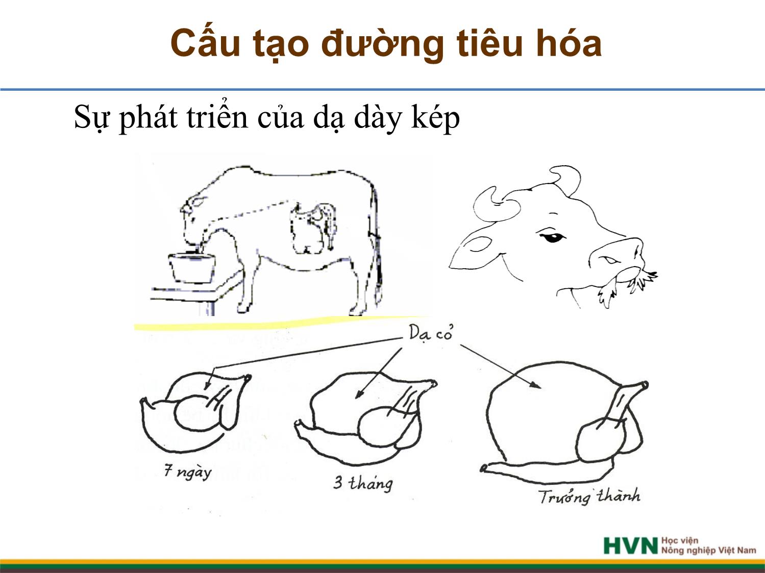 Bài giảng Chăn nuôi trâu bò - Chương 2, Tiết 1: Dinh dưỡng và thức ăn trang 8