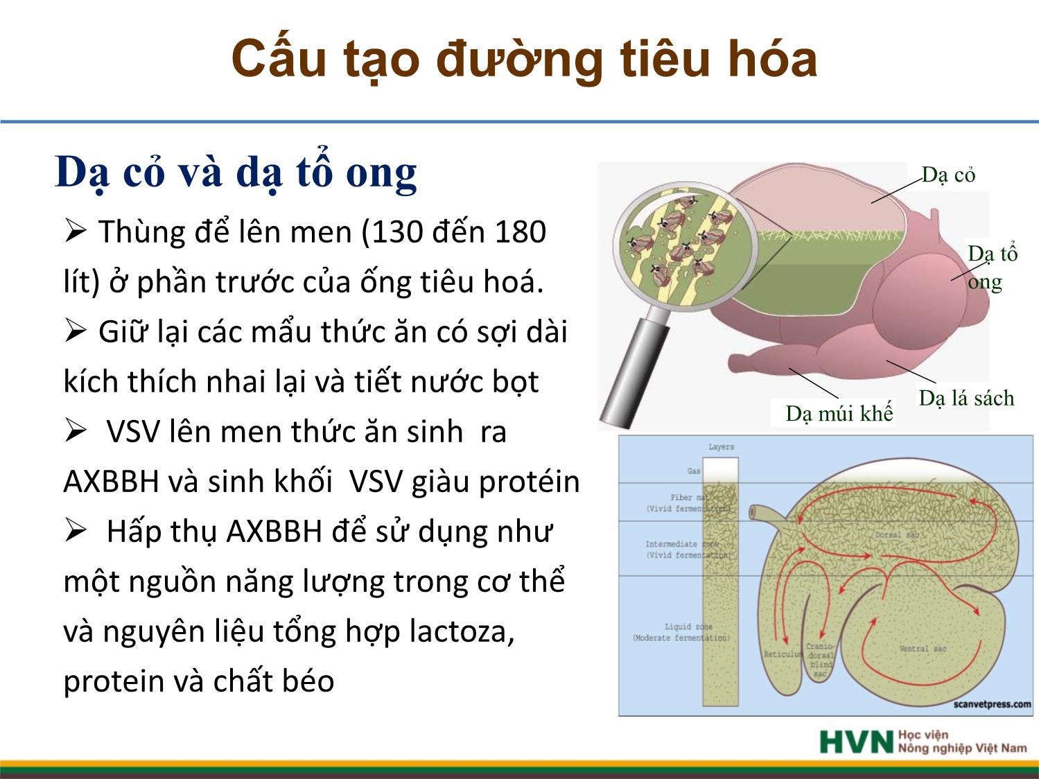 Bài giảng Chăn nuôi trâu bò - Chương 2, Tiết 1: Dinh dưỡng và thức ăn trang 9