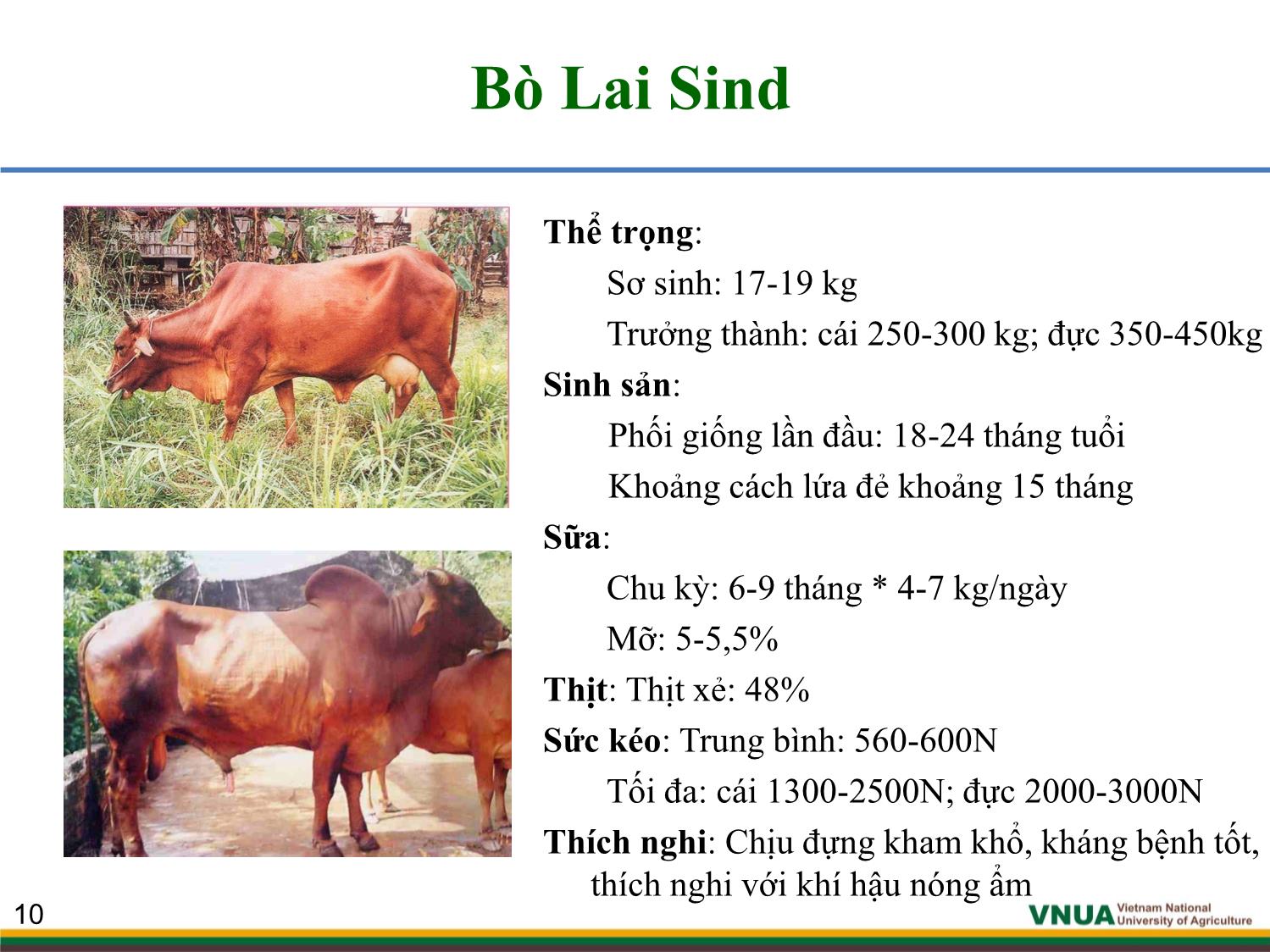 Bài giảng môn Chăn nuôi trâu bò - Chương 1: Giống và công tác giống trâu bò trang 10