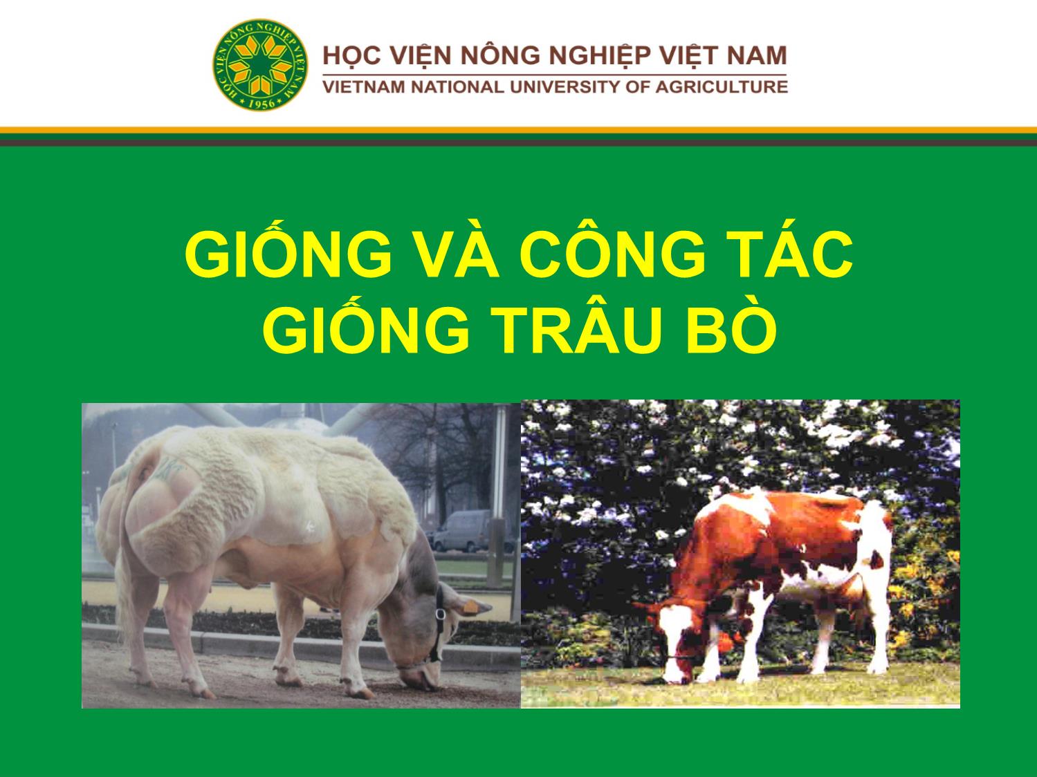 Bài giảng môn Chăn nuôi trâu bò - Chương 1: Giống và công tác giống trâu bò trang 1