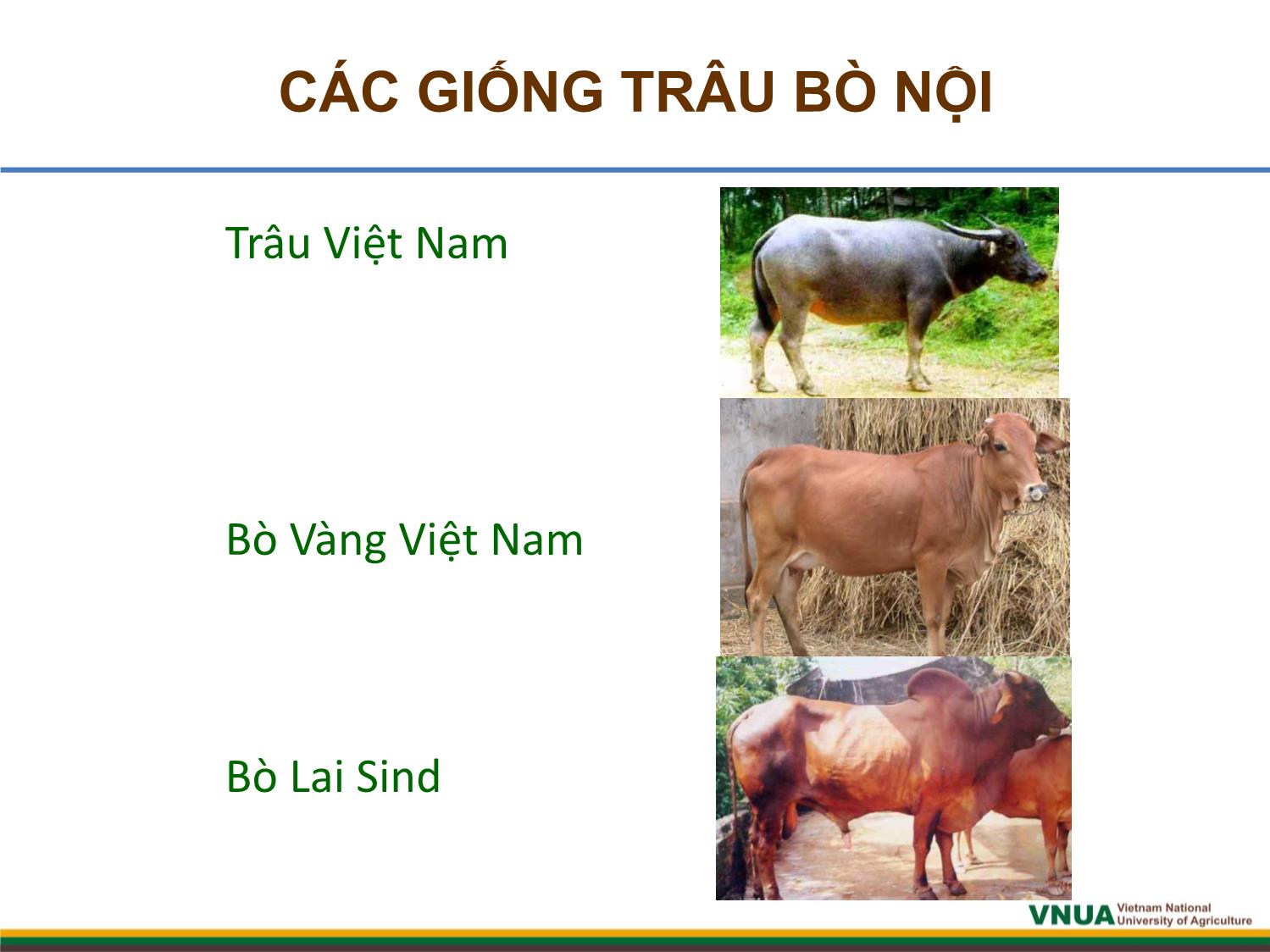 Bài giảng môn Chăn nuôi trâu bò - Chương 1: Giống và công tác giống trâu bò trang 4