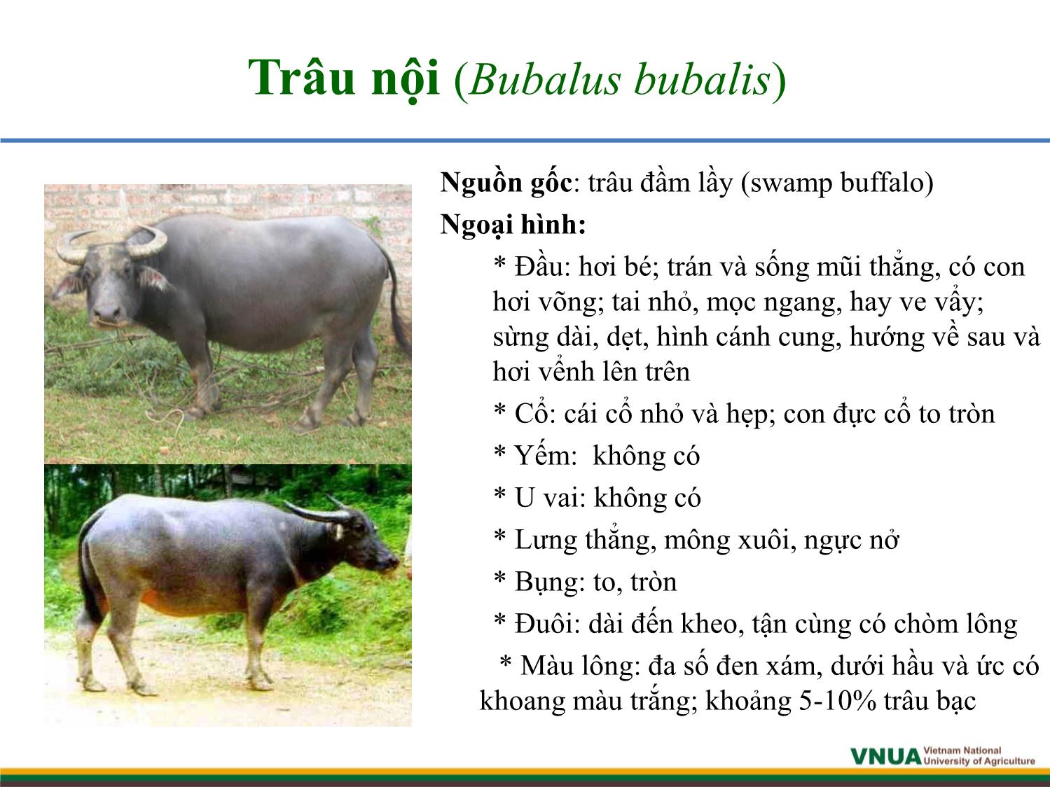 Bài giảng môn Chăn nuôi trâu bò - Chương 1: Giống và công tác giống trâu bò trang 5