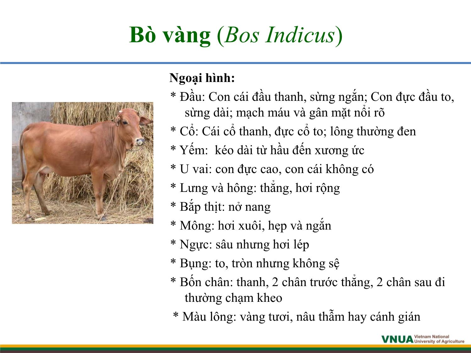 Bài giảng môn Chăn nuôi trâu bò - Chương 1: Giống và công tác giống trâu bò trang 7