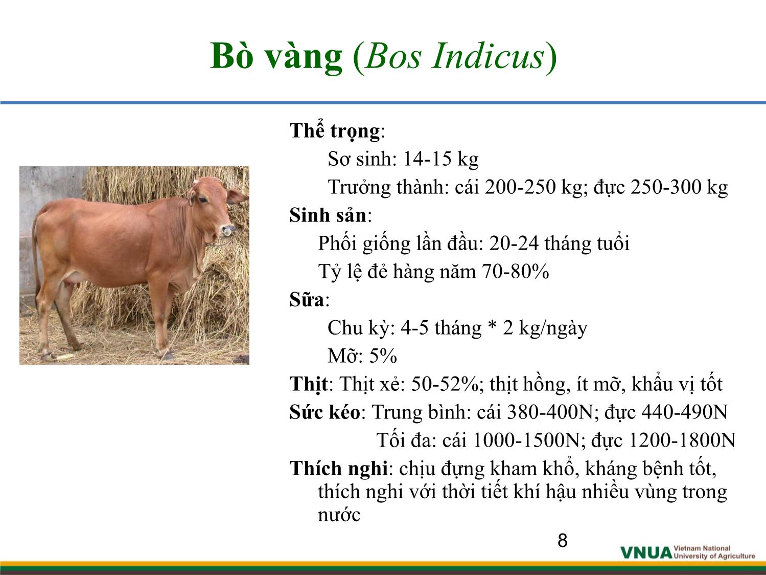 Bài giảng môn Chăn nuôi trâu bò - Chương 1: Giống và công tác giống trâu bò trang 8