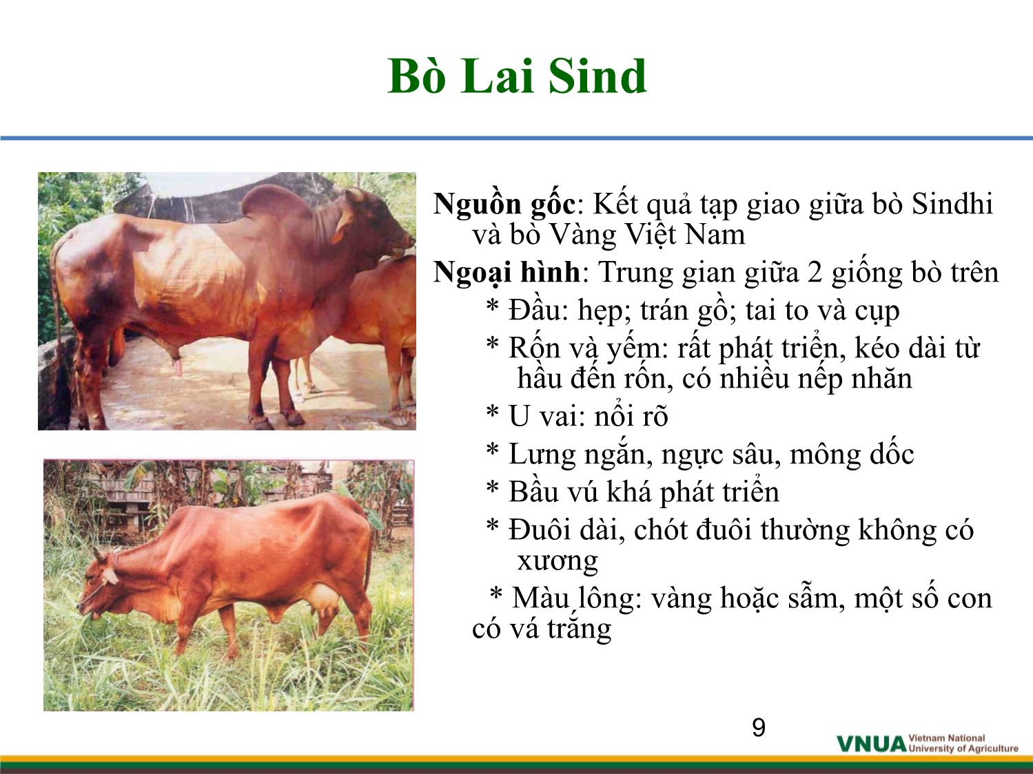 Bài giảng môn Chăn nuôi trâu bò - Chương 1: Giống và công tác giống trâu bò trang 9