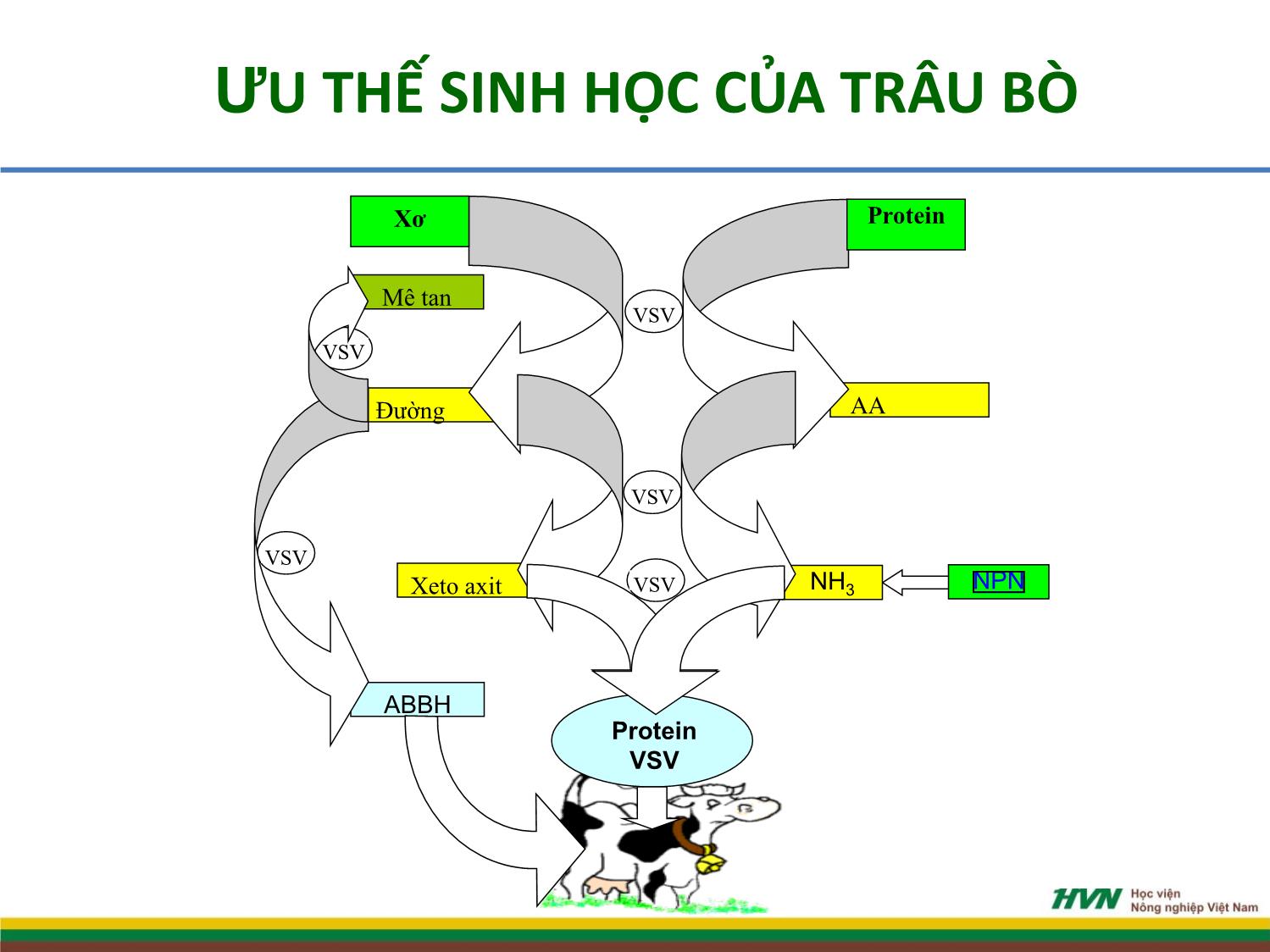 Bài giảng Chăn nuôi trâu bò - Bài mở đầu chăn nuôi trâu bò trang 10