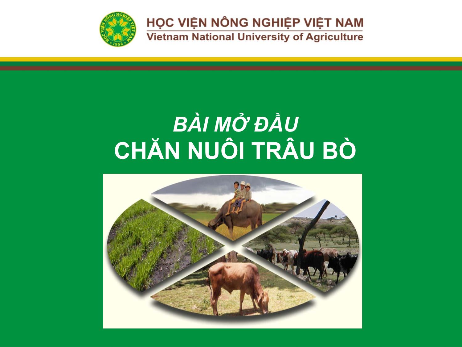 Bài giảng Chăn nuôi trâu bò - Bài mở đầu chăn nuôi trâu bò trang 1