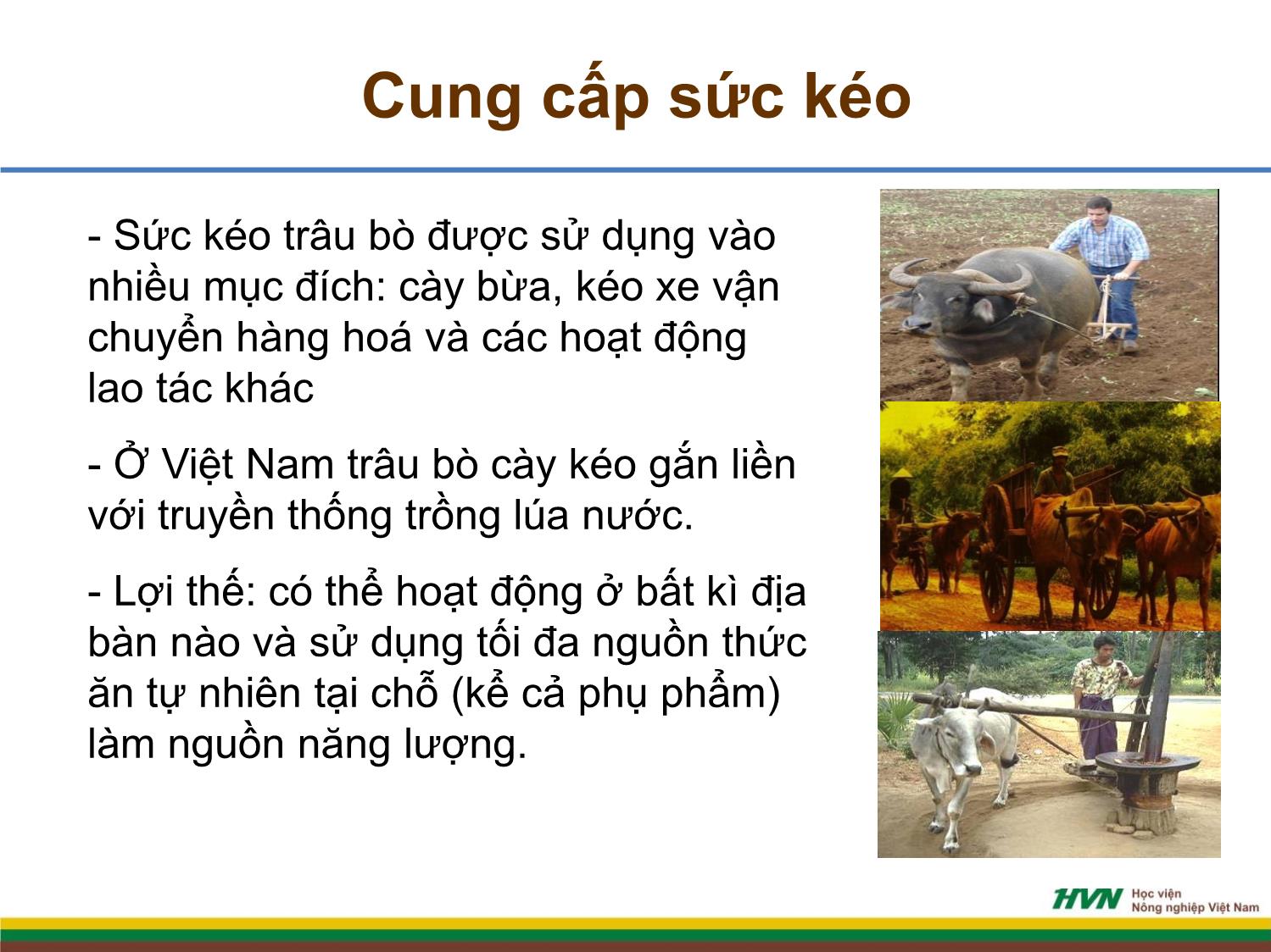 Bài giảng Chăn nuôi trâu bò - Bài mở đầu chăn nuôi trâu bò trang 5