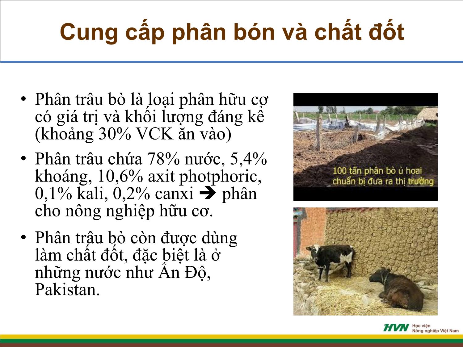 Bài giảng Chăn nuôi trâu bò - Bài mở đầu chăn nuôi trâu bò trang 6