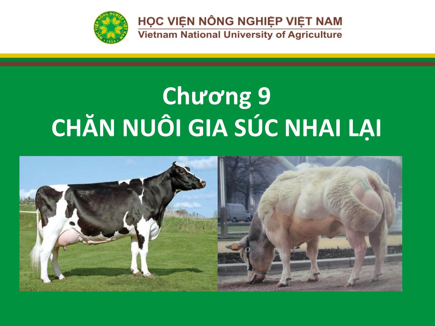 Bài giảng Nhập môn chăn nuôi - Chương 9: Chăn nuôi gia súc nhai lại trang 1