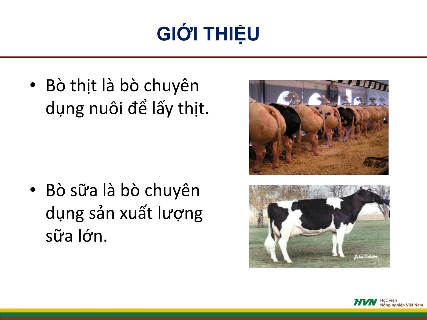 Bài giảng Nhập môn chăn nuôi - Chương 9: Chăn nuôi gia súc nhai lại trang 3