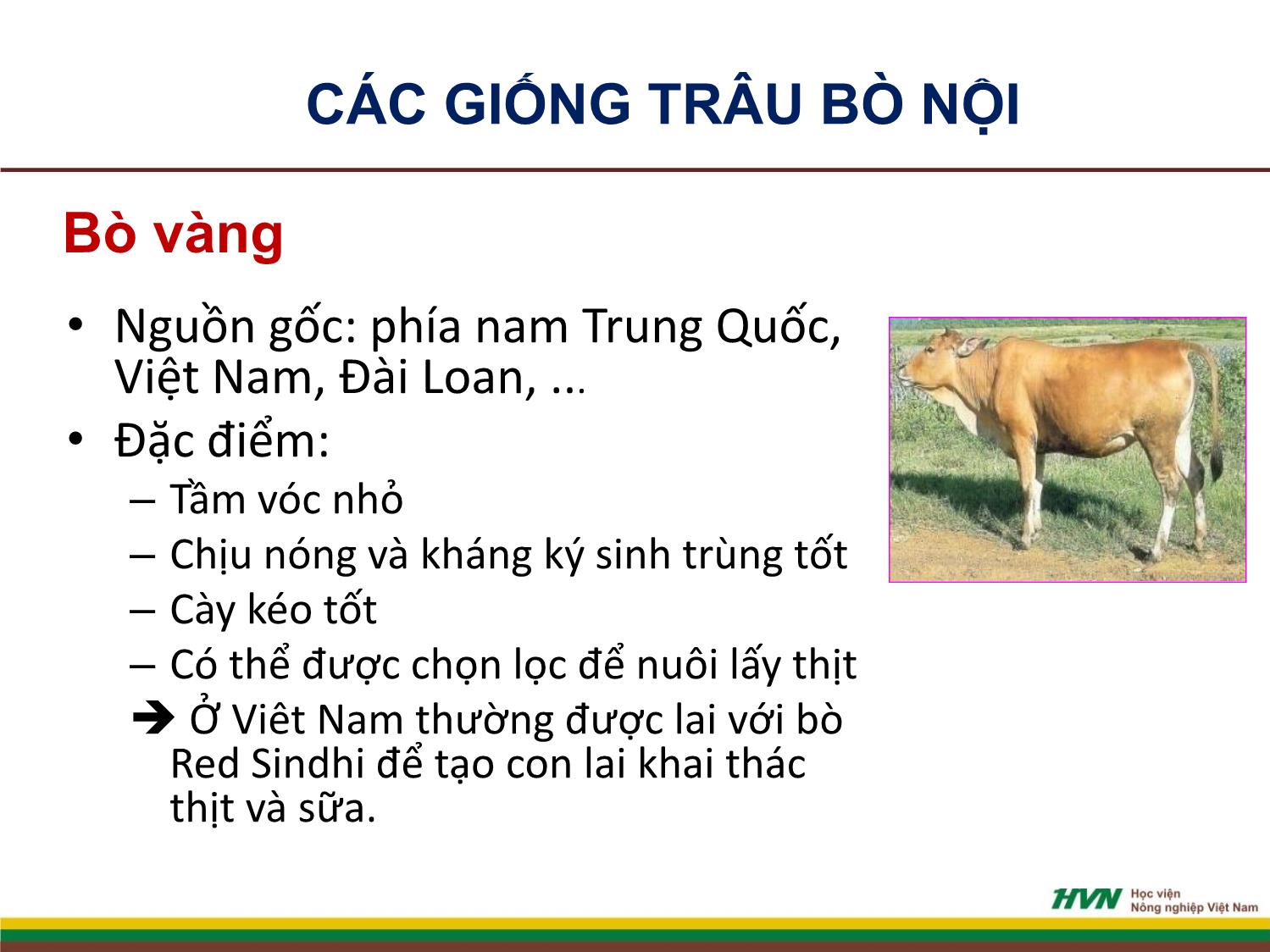 Bài giảng Nhập môn chăn nuôi - Chương 9: Chăn nuôi gia súc nhai lại trang 4