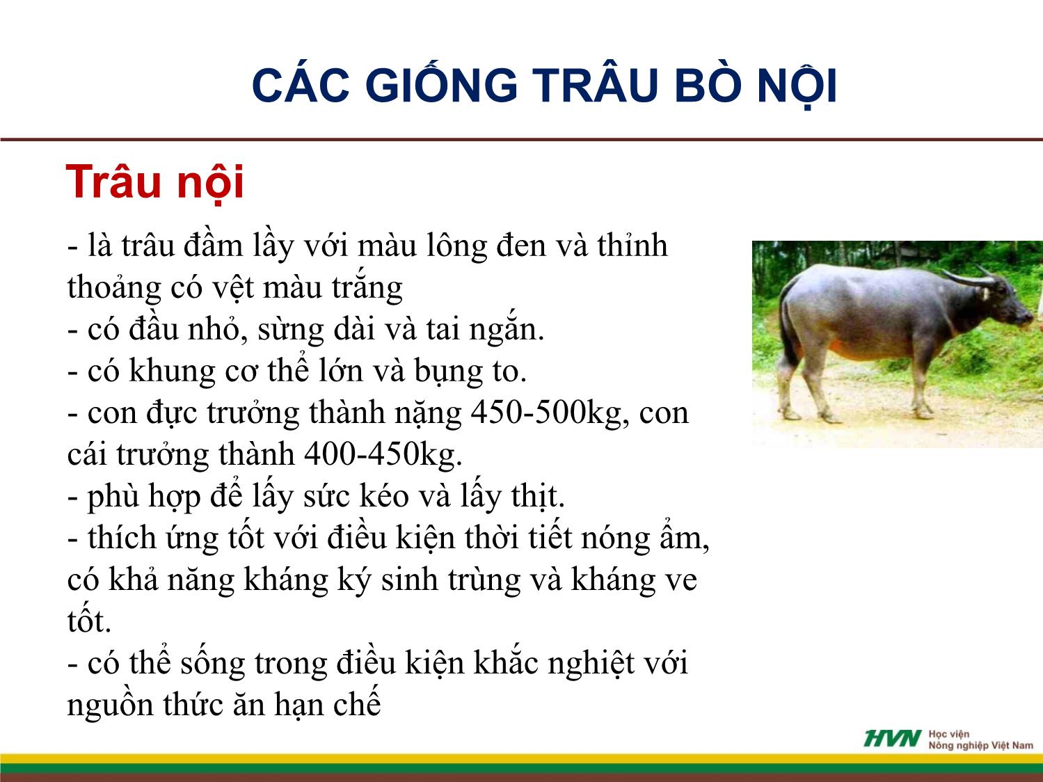 Bài giảng Nhập môn chăn nuôi - Chương 9: Chăn nuôi gia súc nhai lại trang 5