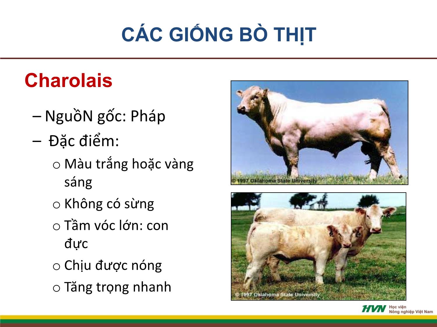 Bài giảng Nhập môn chăn nuôi - Chương 9: Chăn nuôi gia súc nhai lại trang 6