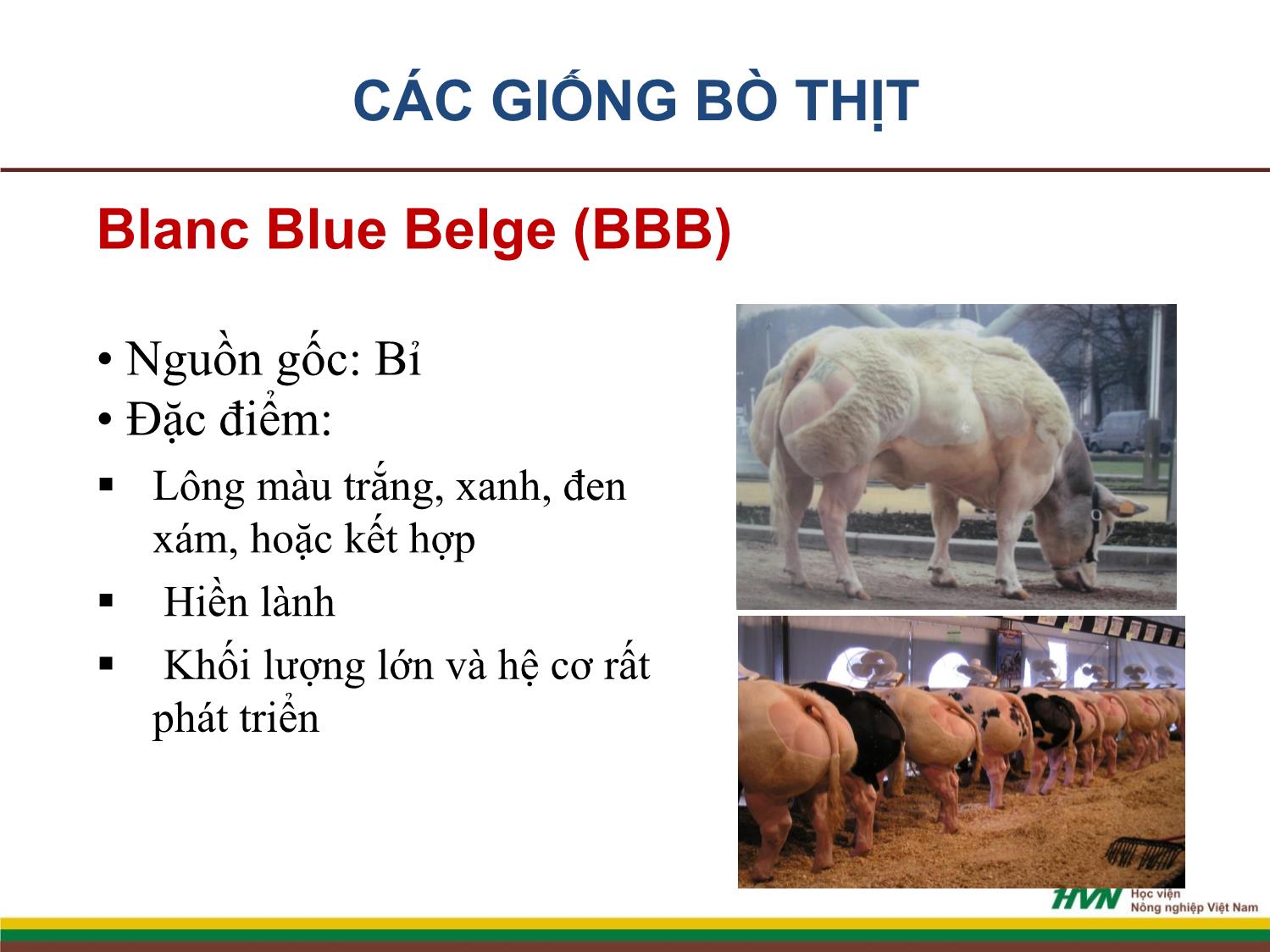 Bài giảng Nhập môn chăn nuôi - Chương 9: Chăn nuôi gia súc nhai lại trang 7