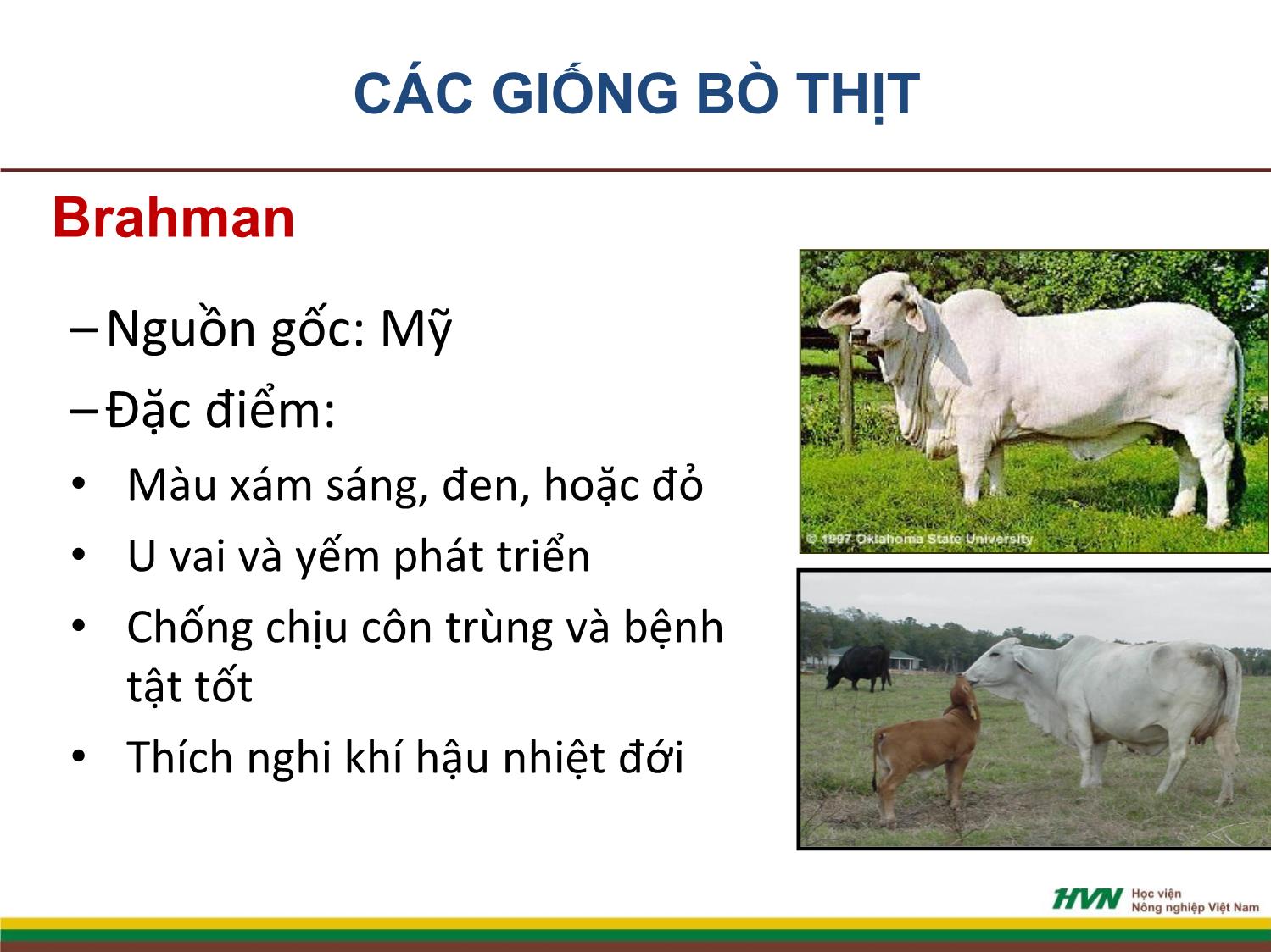 Bài giảng Nhập môn chăn nuôi - Chương 9: Chăn nuôi gia súc nhai lại trang 8