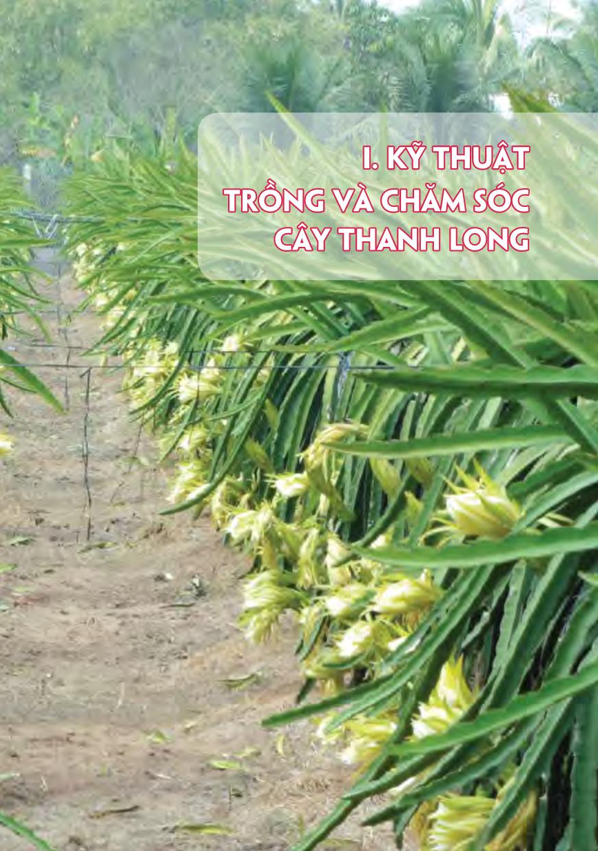 Kỹ thuật trồng và chăm sóc cây thanh long trang 7