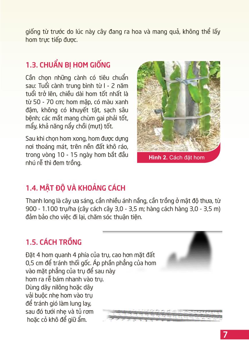 Kỹ thuật trồng và chăm sóc cây thanh long trang 9