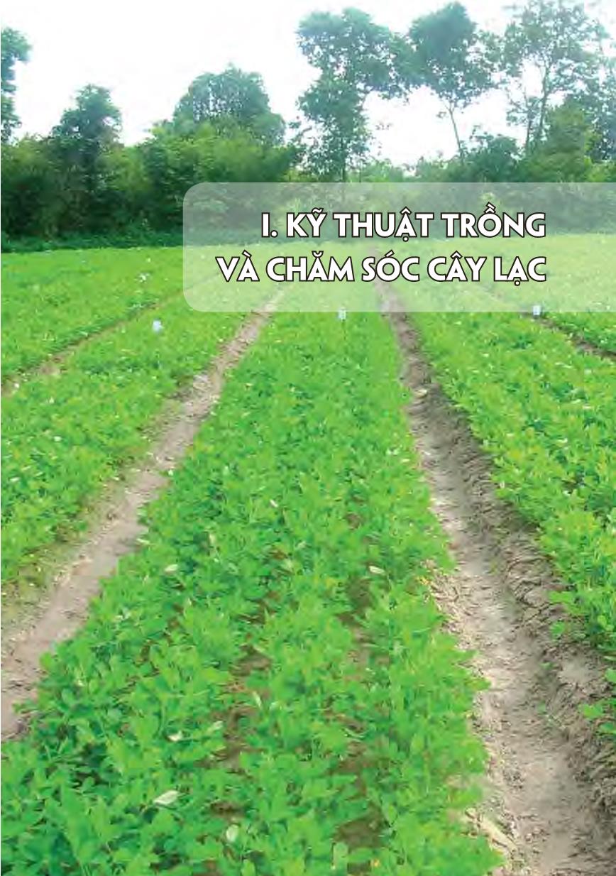 Kỹ thuật trồng và chăm sóc cây lạc trang 7