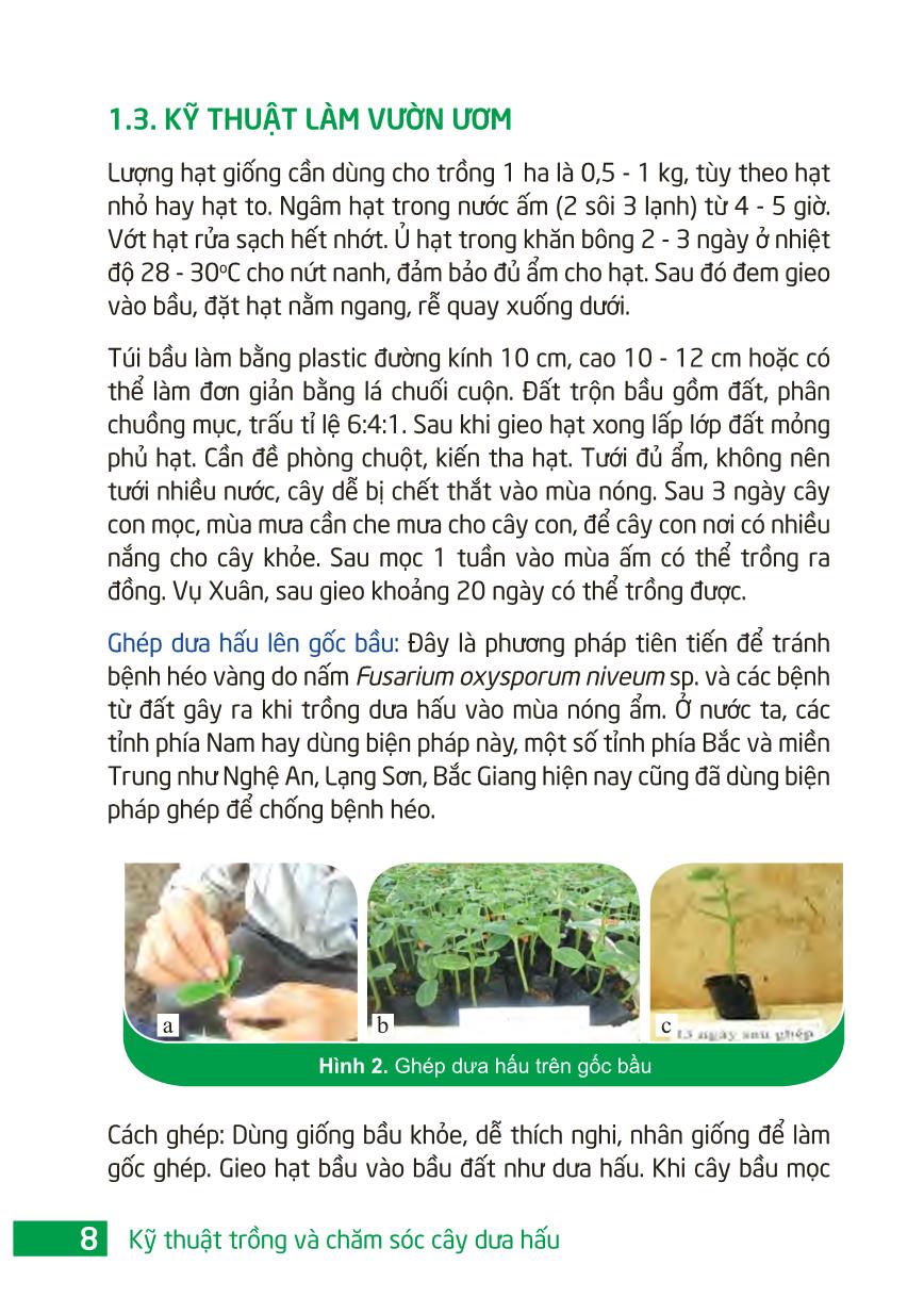 Kỹ thuật trồng và chăm sóc cây dưa hấu trang 10