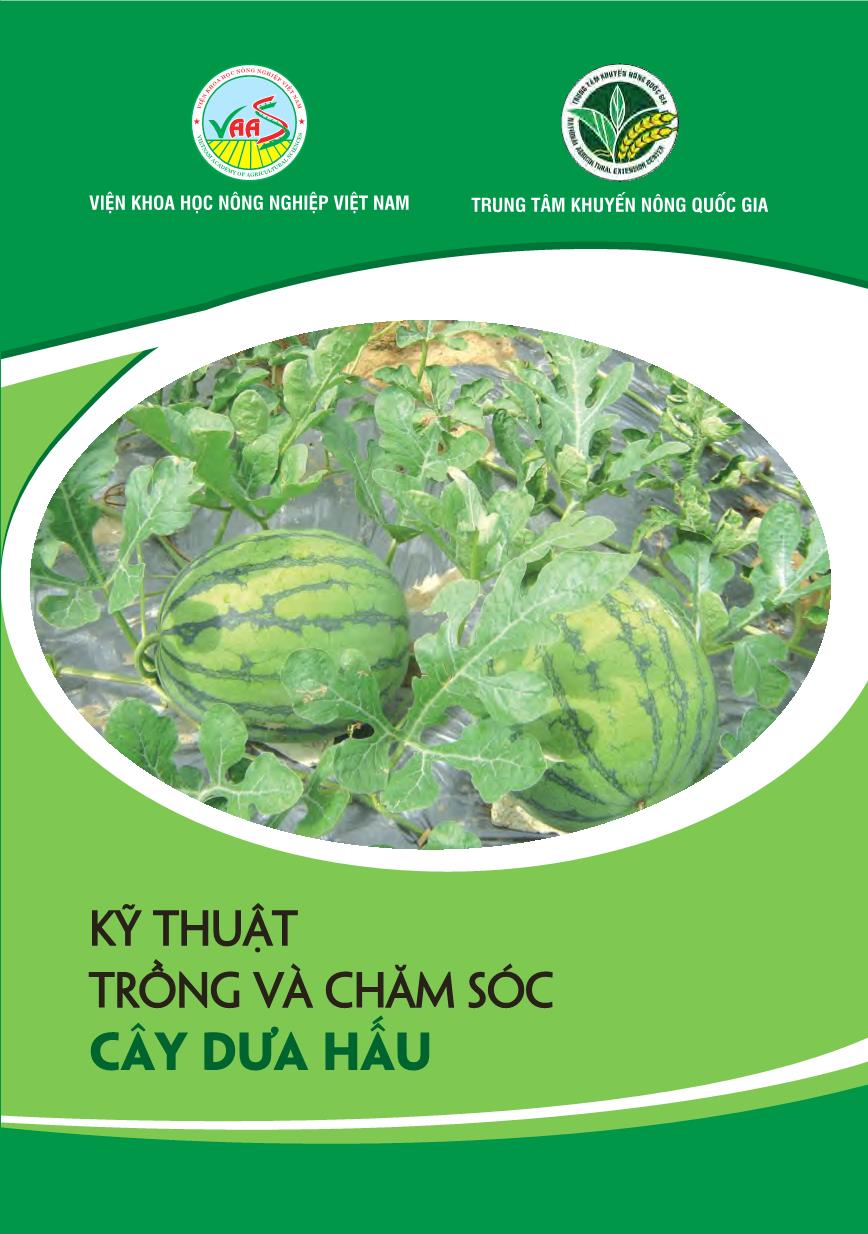 Kỹ thuật trồng và chăm sóc cây dưa hấu trang 1