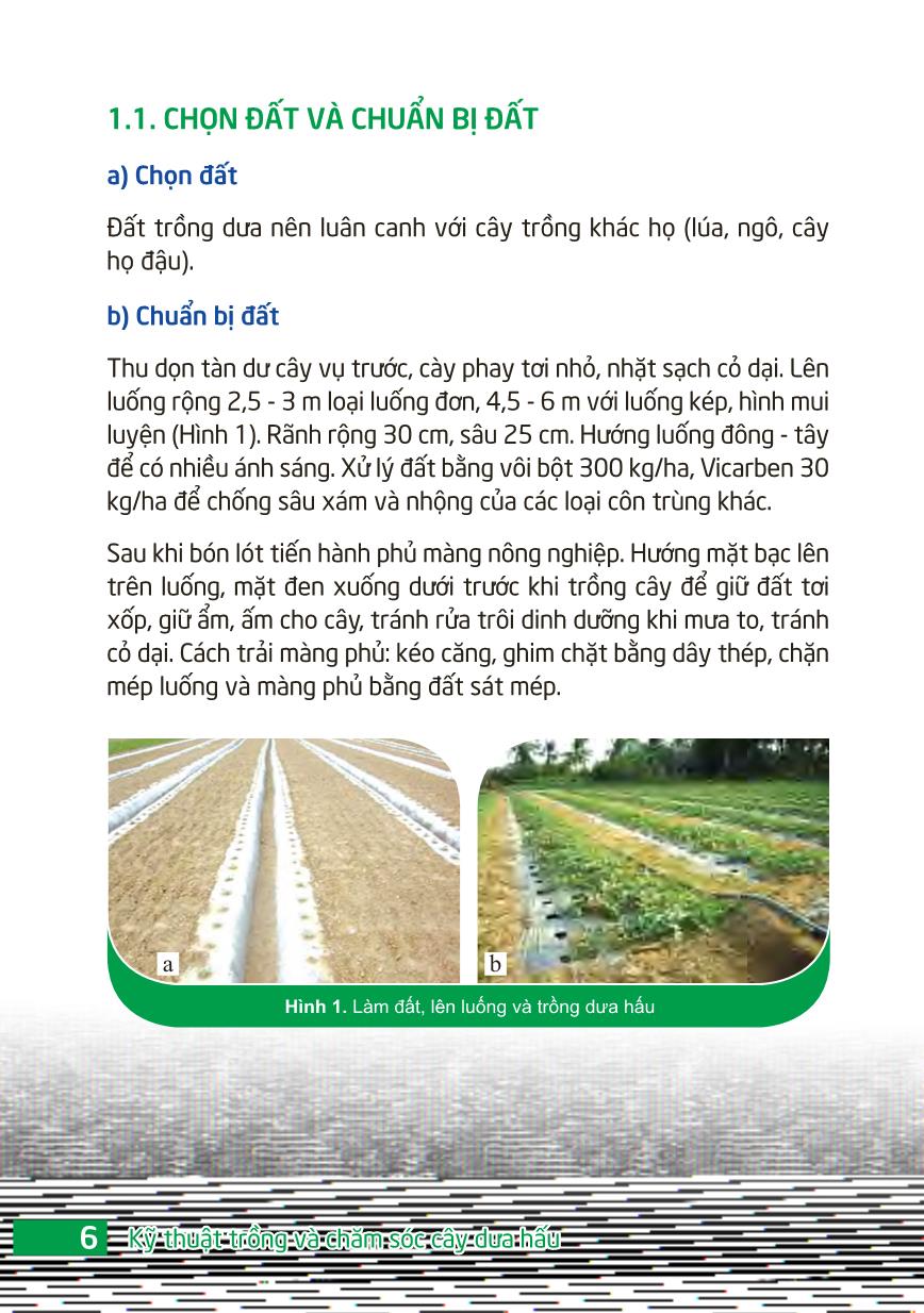 Kỹ thuật trồng và chăm sóc cây dưa hấu trang 8