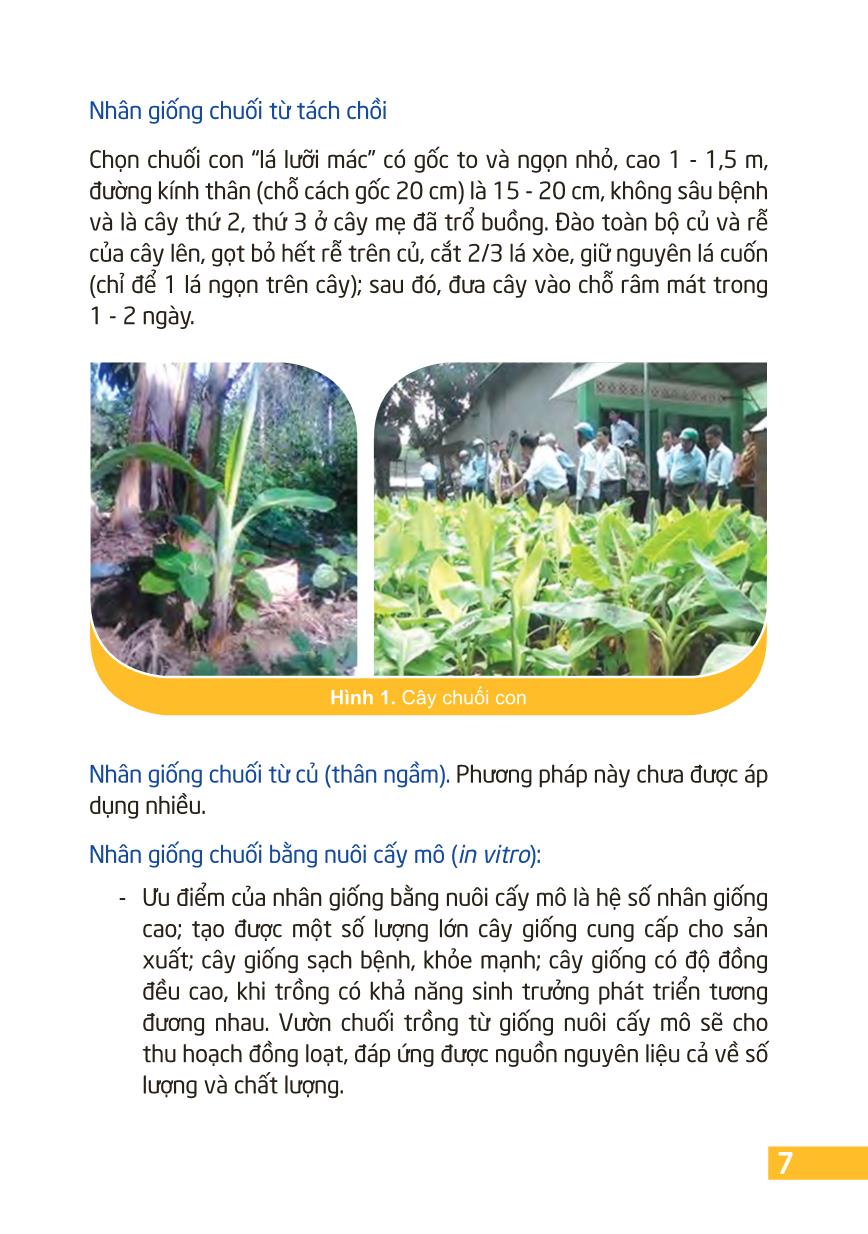 Kỹ thuật trồng và chăm sóc cây chuối trang 9