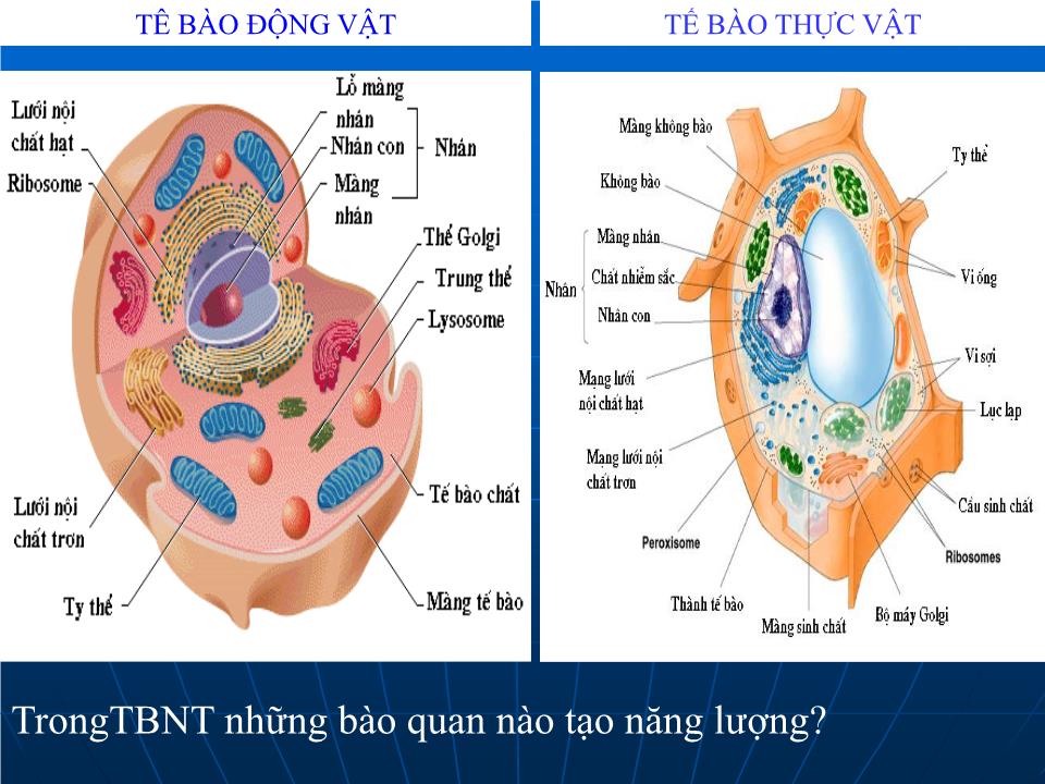 Bài giảng Sinh học Lớp 10 - Bài 15: Tế bào nhân thực (Tiếp theo) trang 3