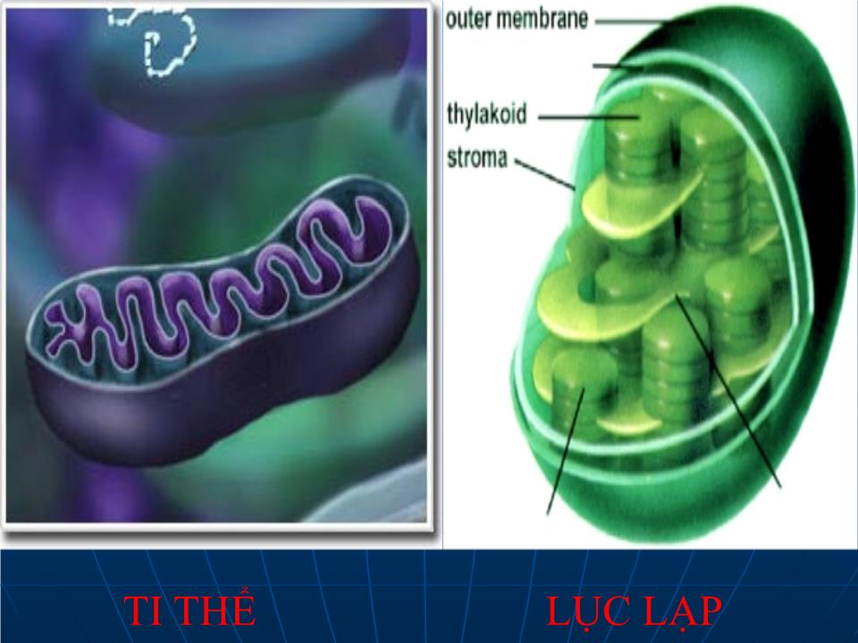 Bài giảng Sinh học Lớp 10 - Bài 15: Tế bào nhân thực (Tiếp theo) trang 4